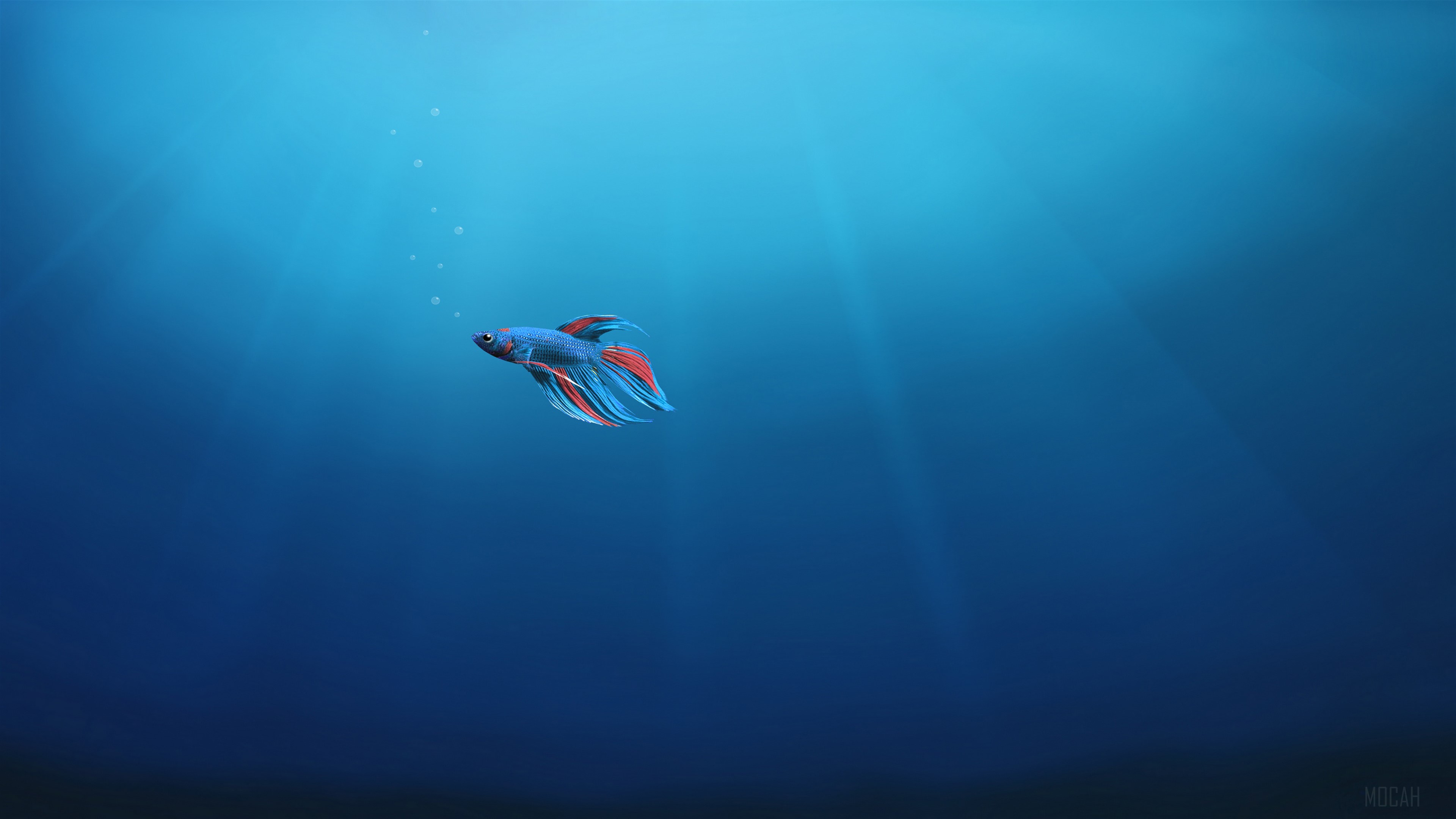 Betta fish swimming in blue water 4K HD Wallpaper