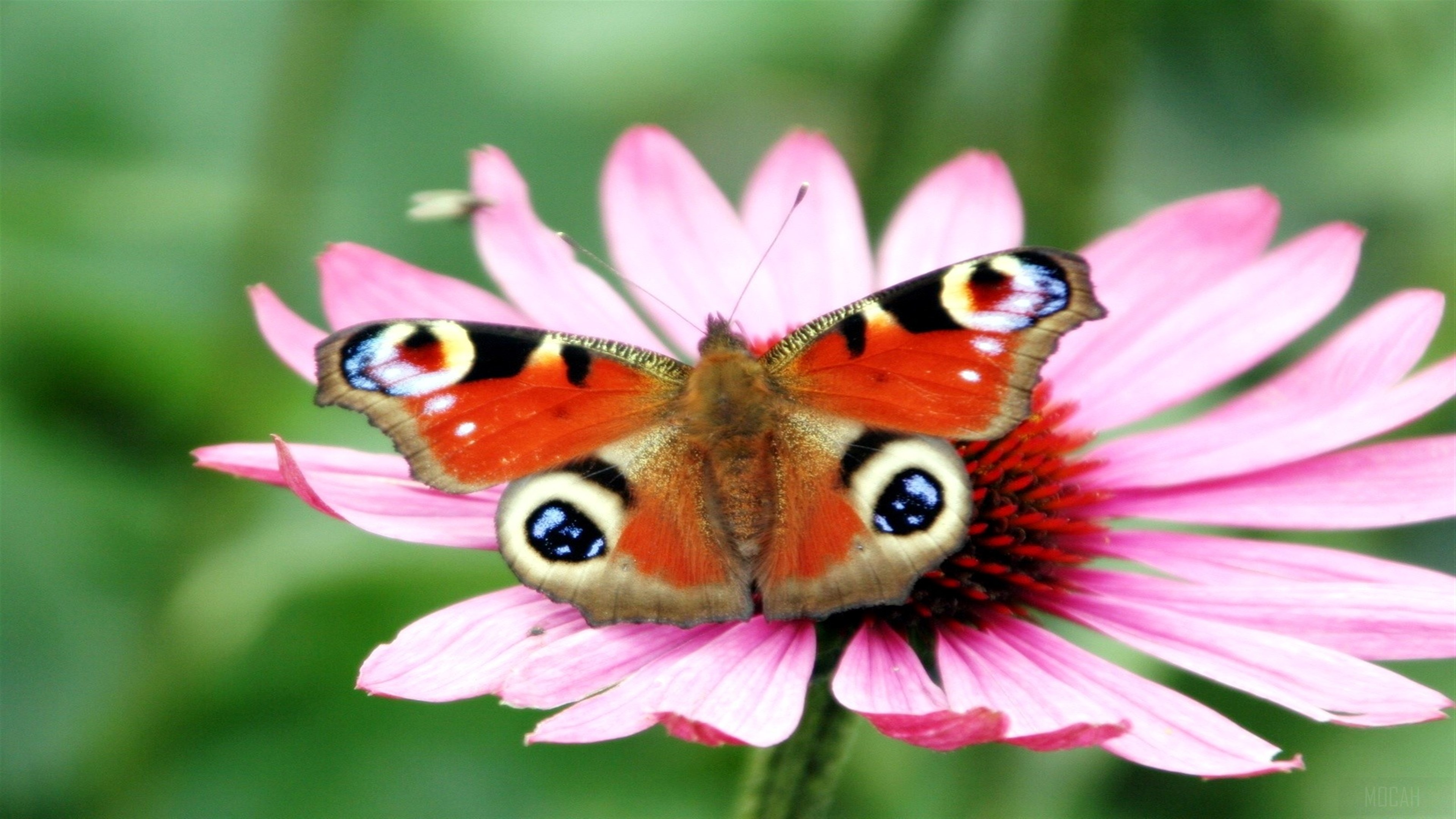 Peacock Butterfly on Pink Flower 4K HD Wallpaper