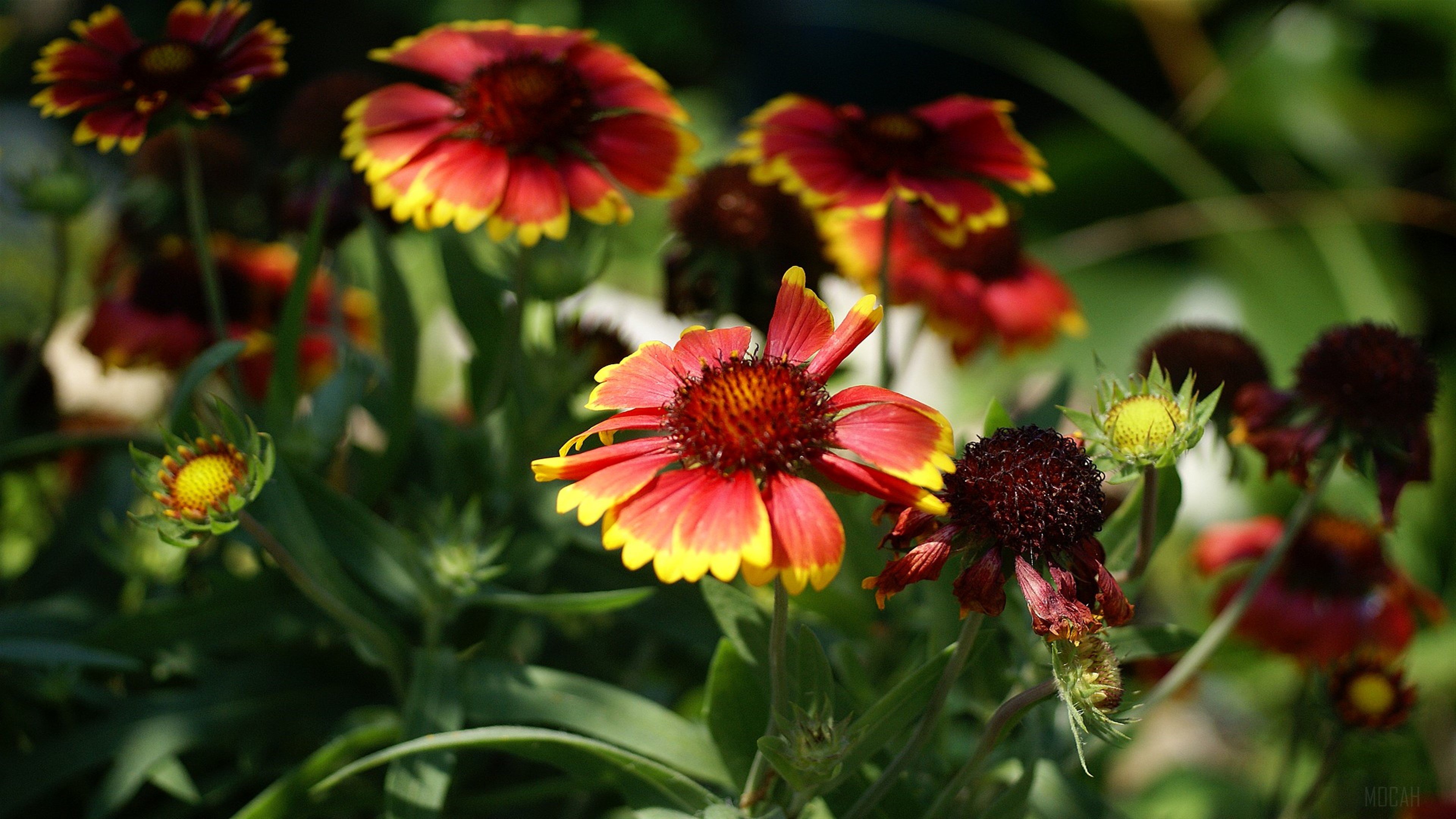 Blanket Flower HD Wallpaper