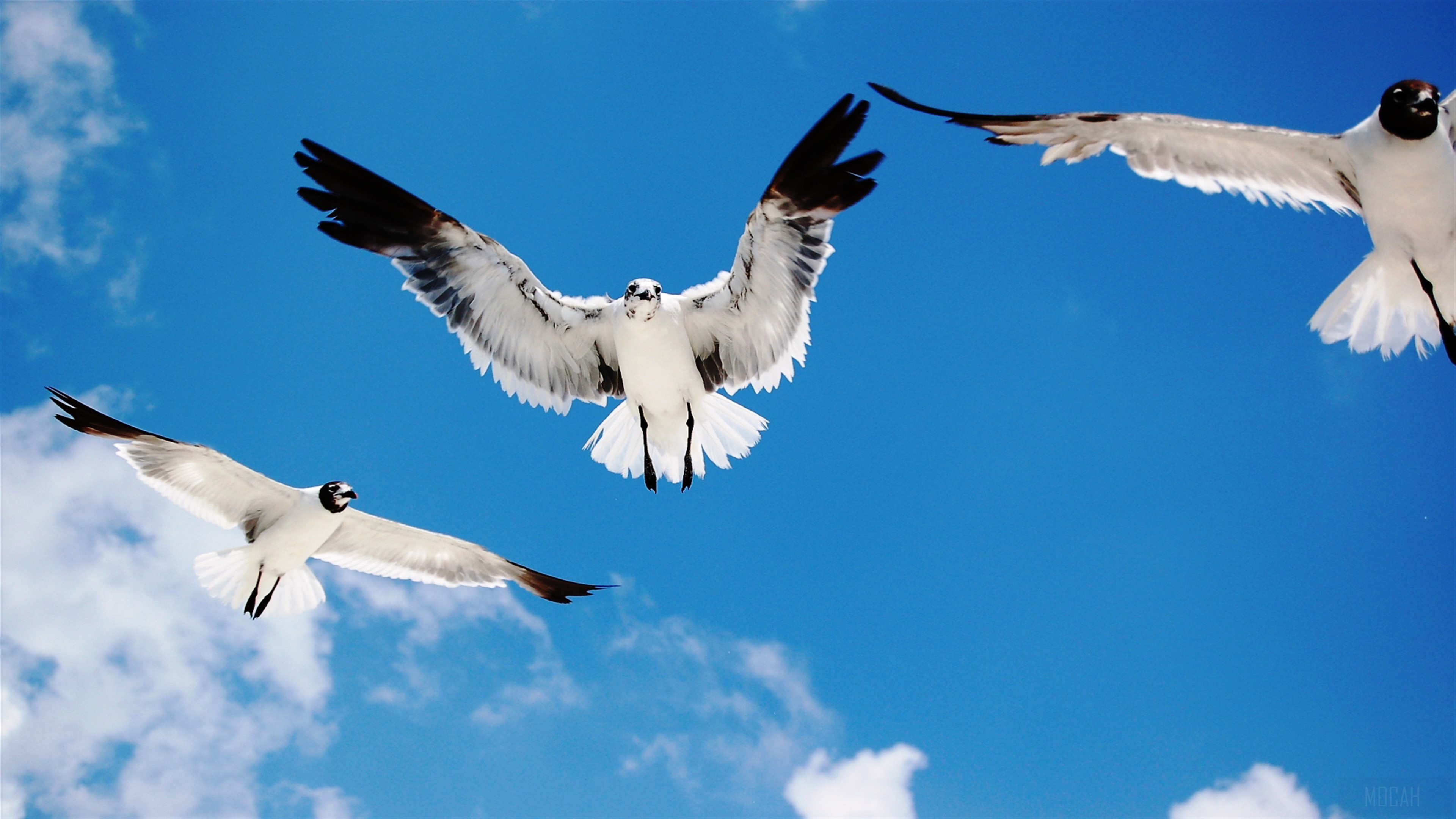Seagulls flying in the sky 4K HD Wallpaper