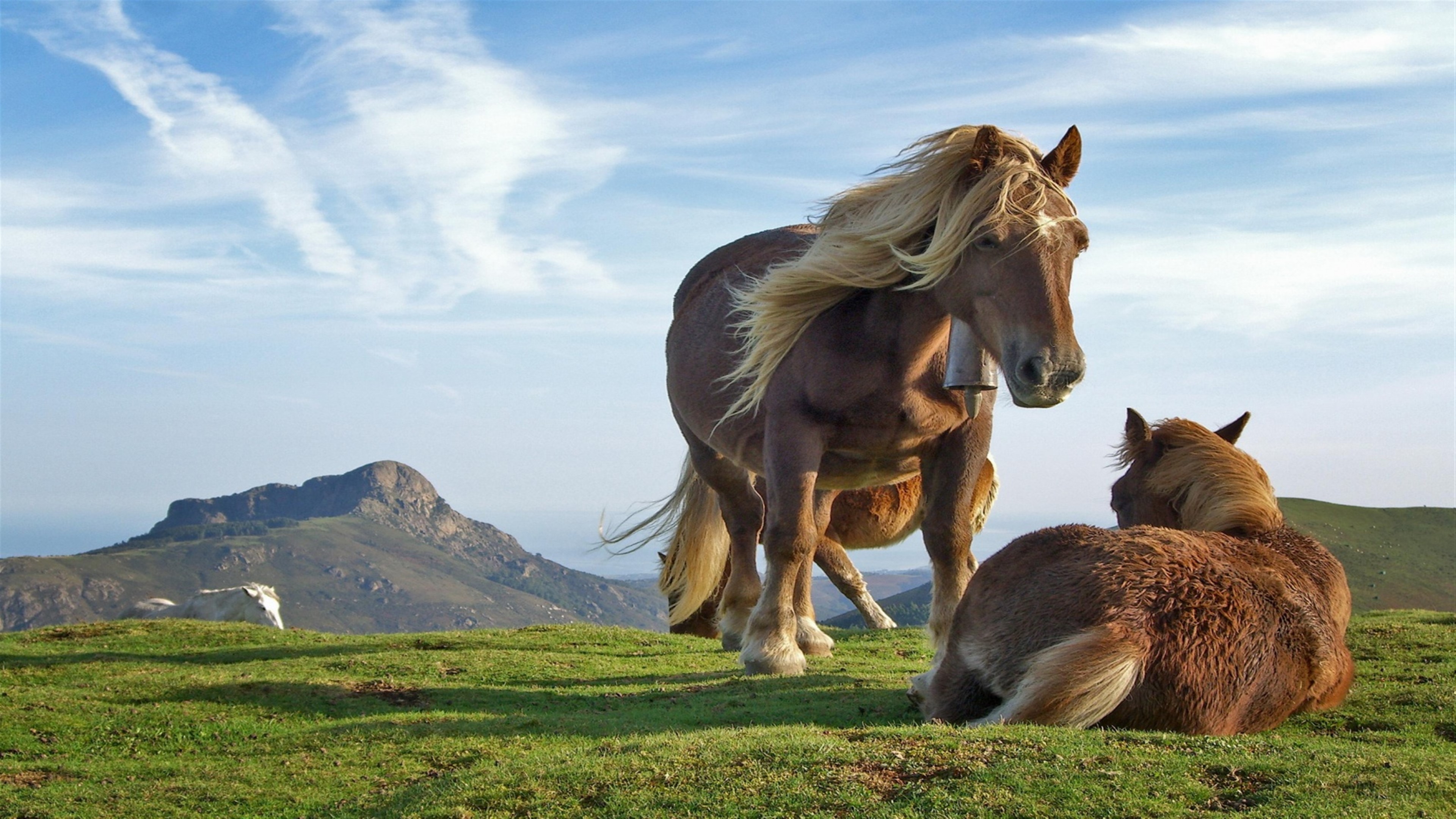 Two horses on a grassy hill with mountains in the background HD Wallpaper