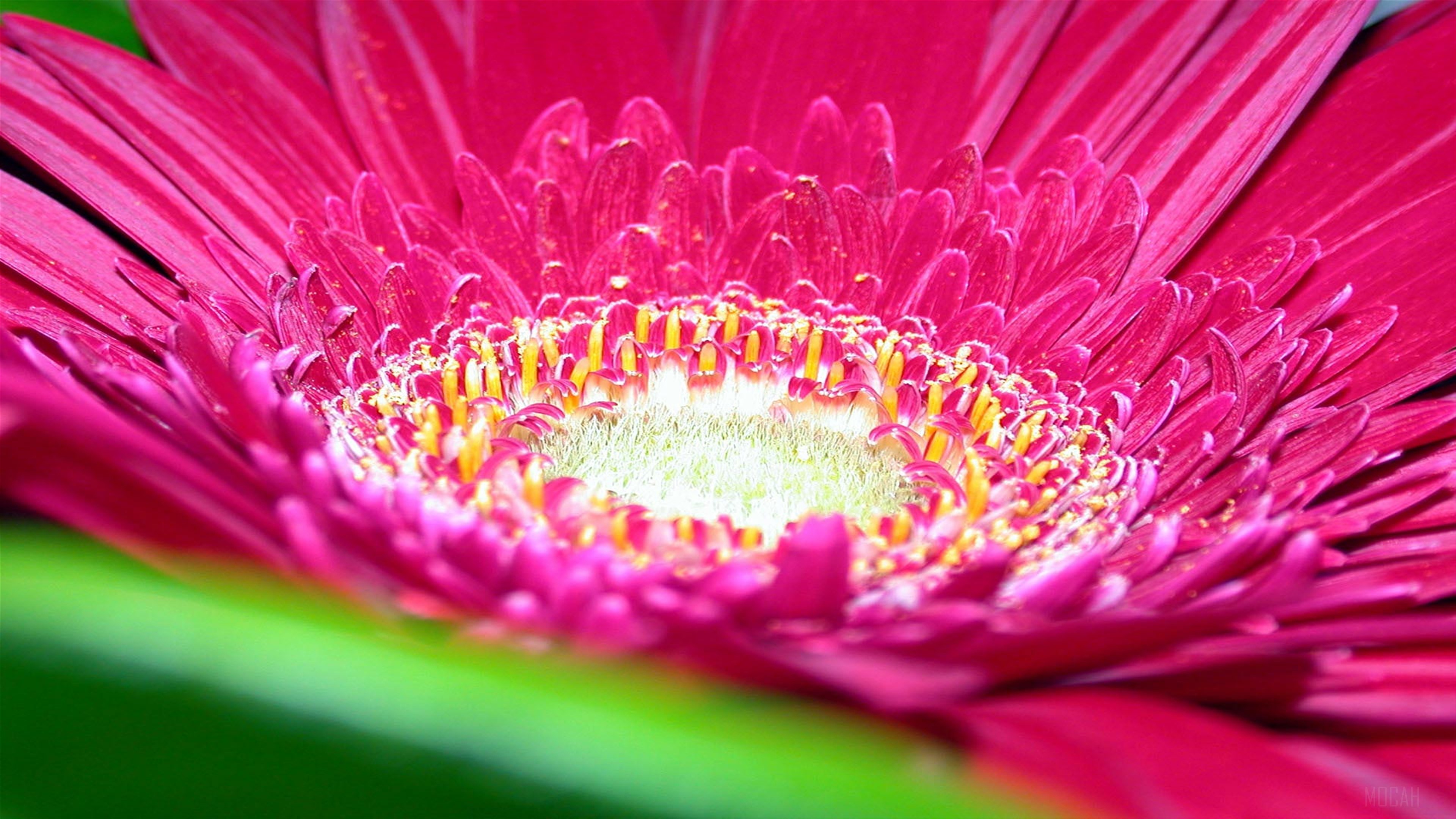 Close-up of a Pink Gerbera Daisy Flower 4K HD Wallpaper