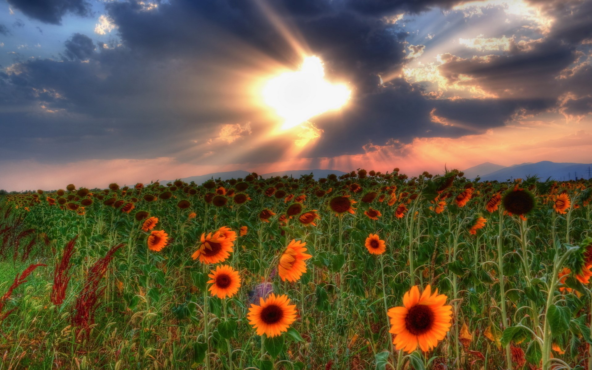 Field of sunflowers at sunset with dramatic clouds HD Wallpaper