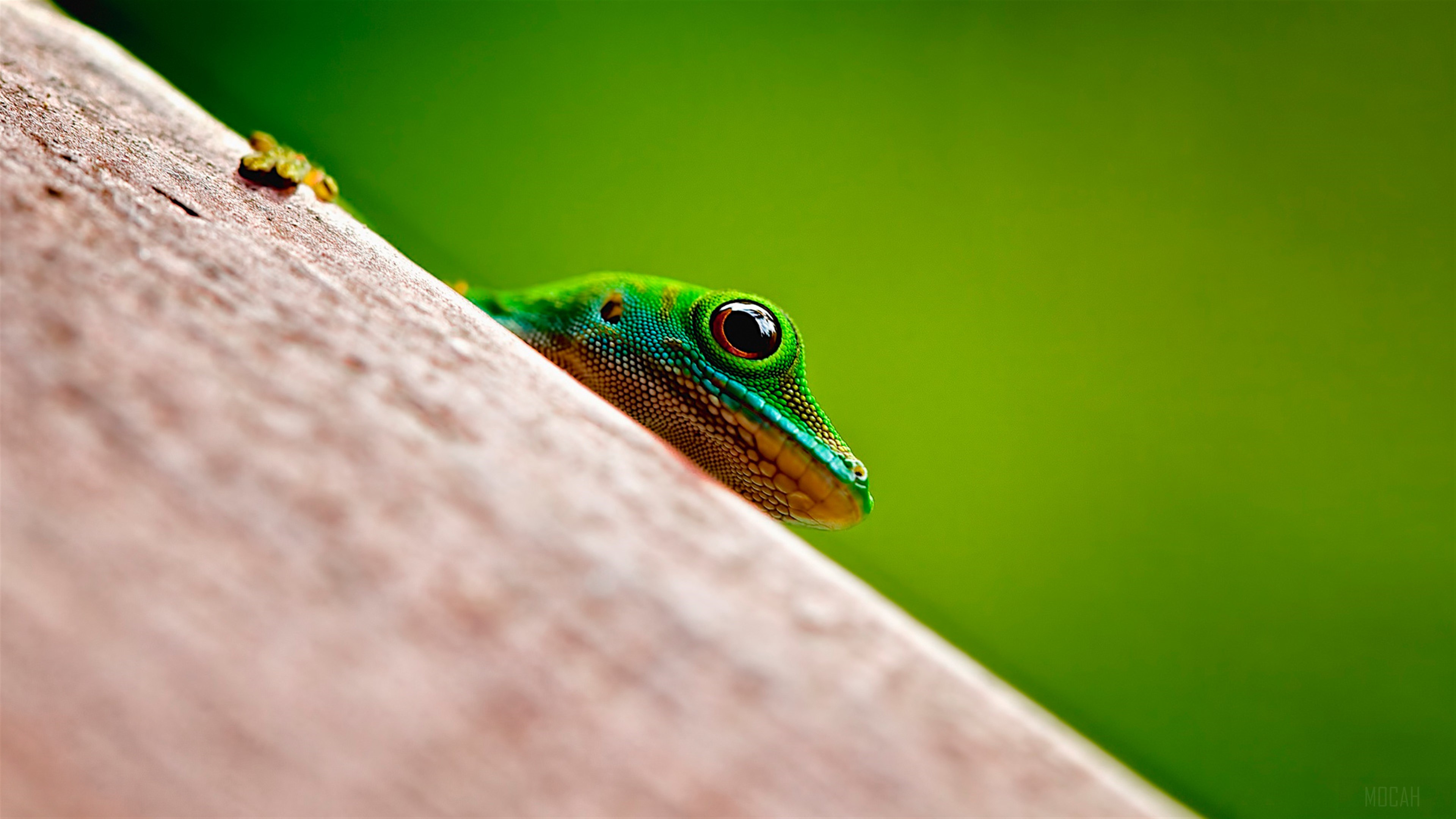 Green Gecko on Wooden Surface HD Wallpaper