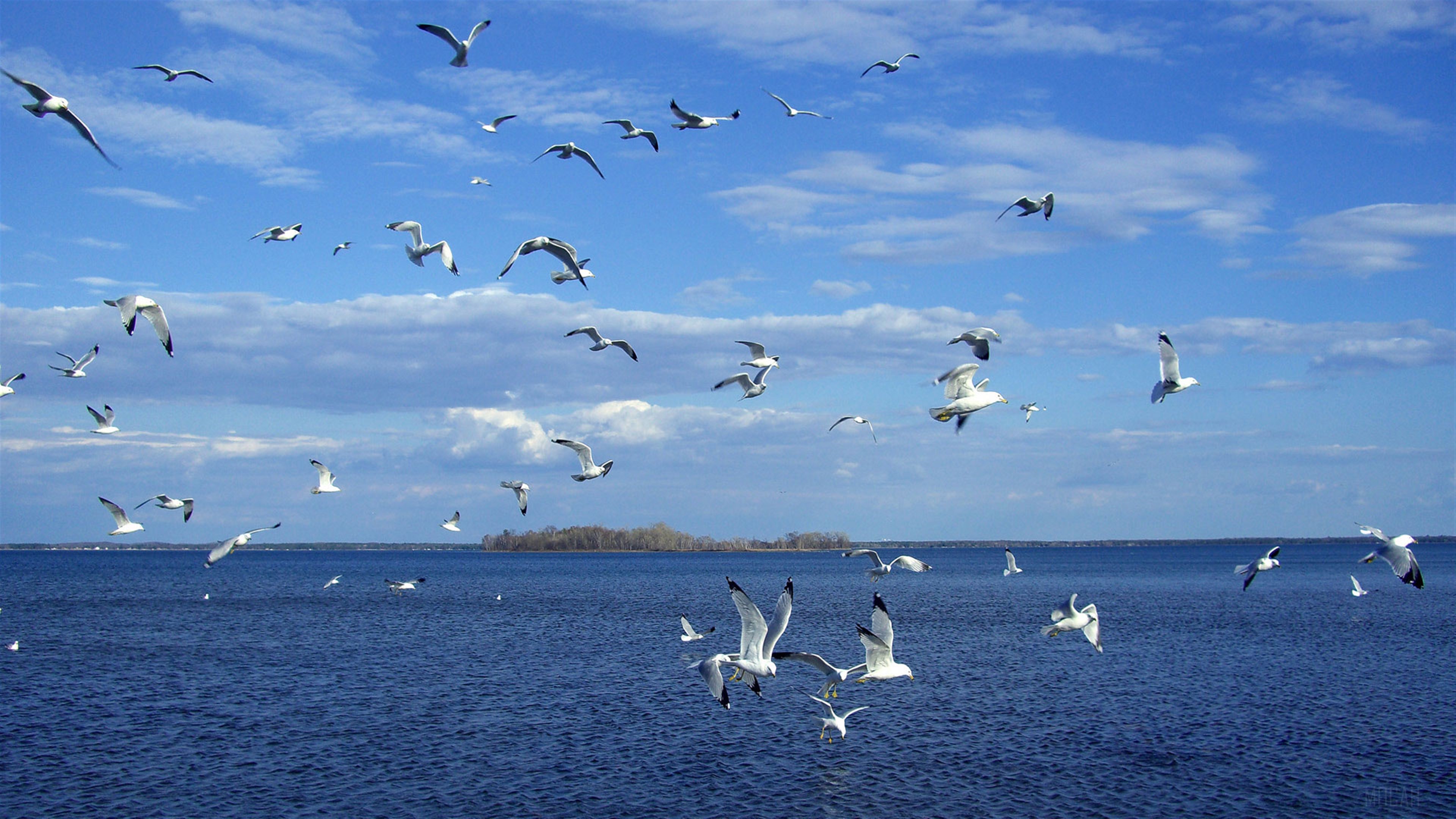Flock of Seagulls Flying Over Blue Water 4K HD Wallpaper