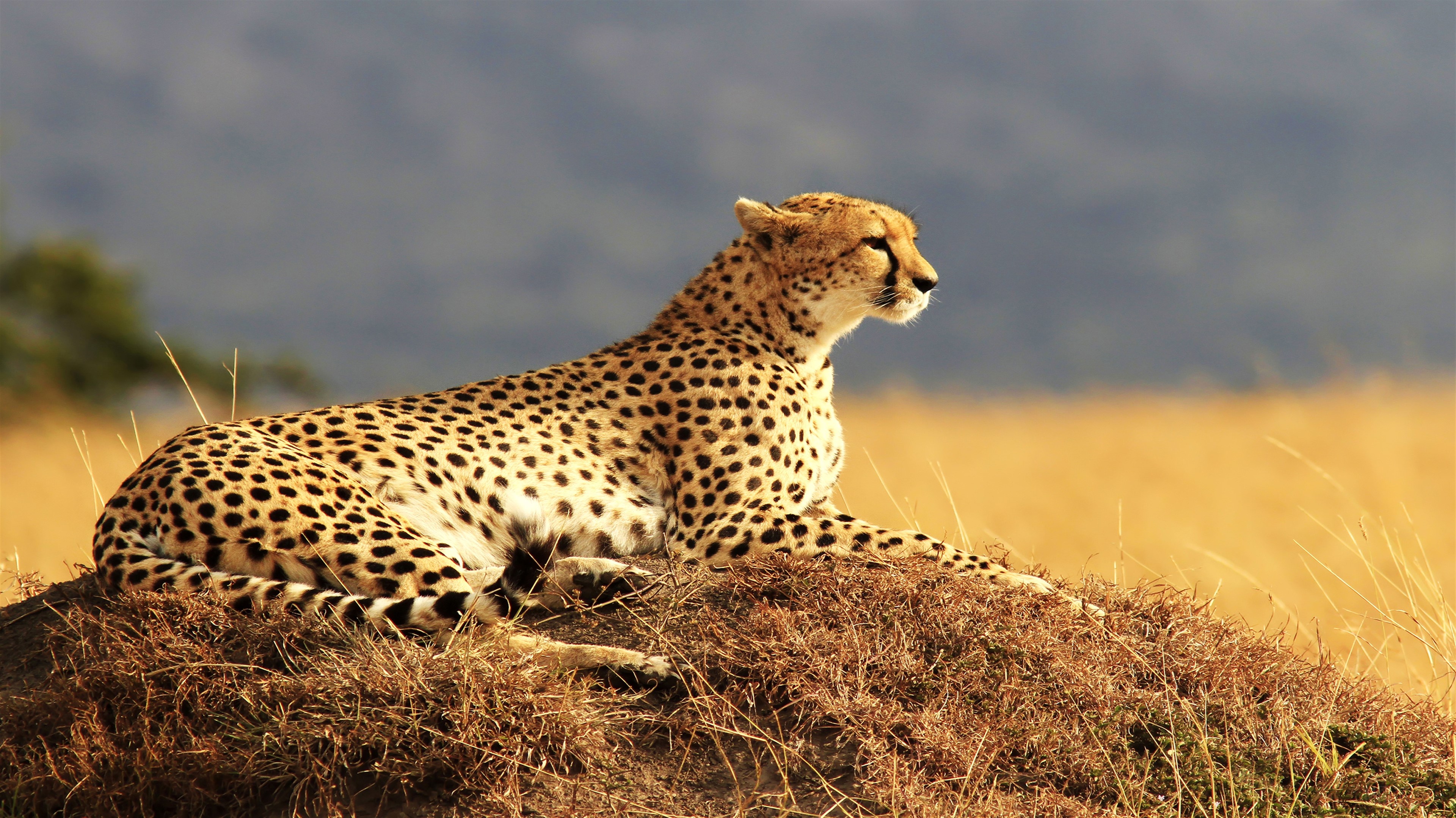 Cheetah resting on a mound 4K HD Wallpaper