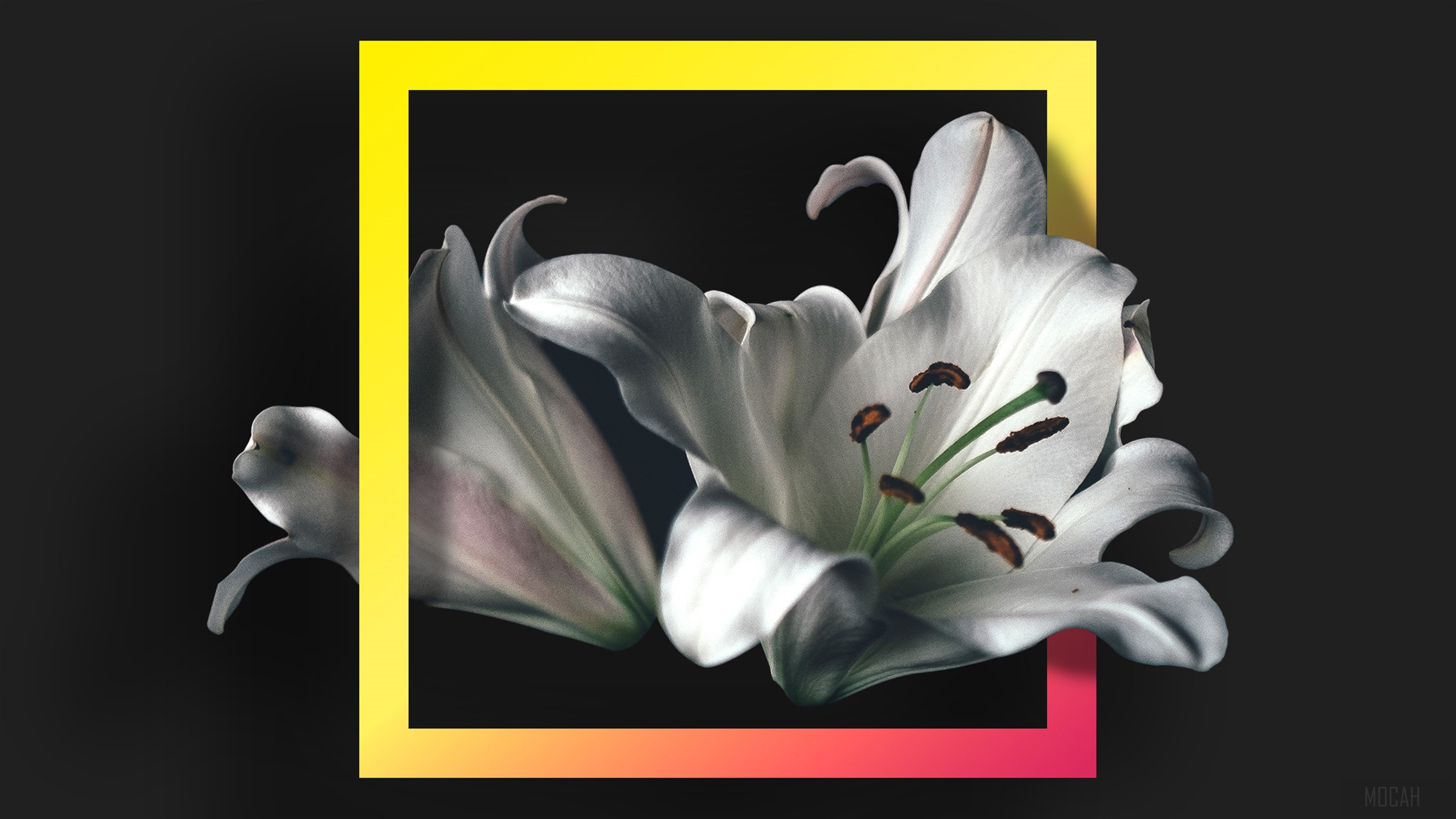 White lilies in a geometric frame HD Wallpaper