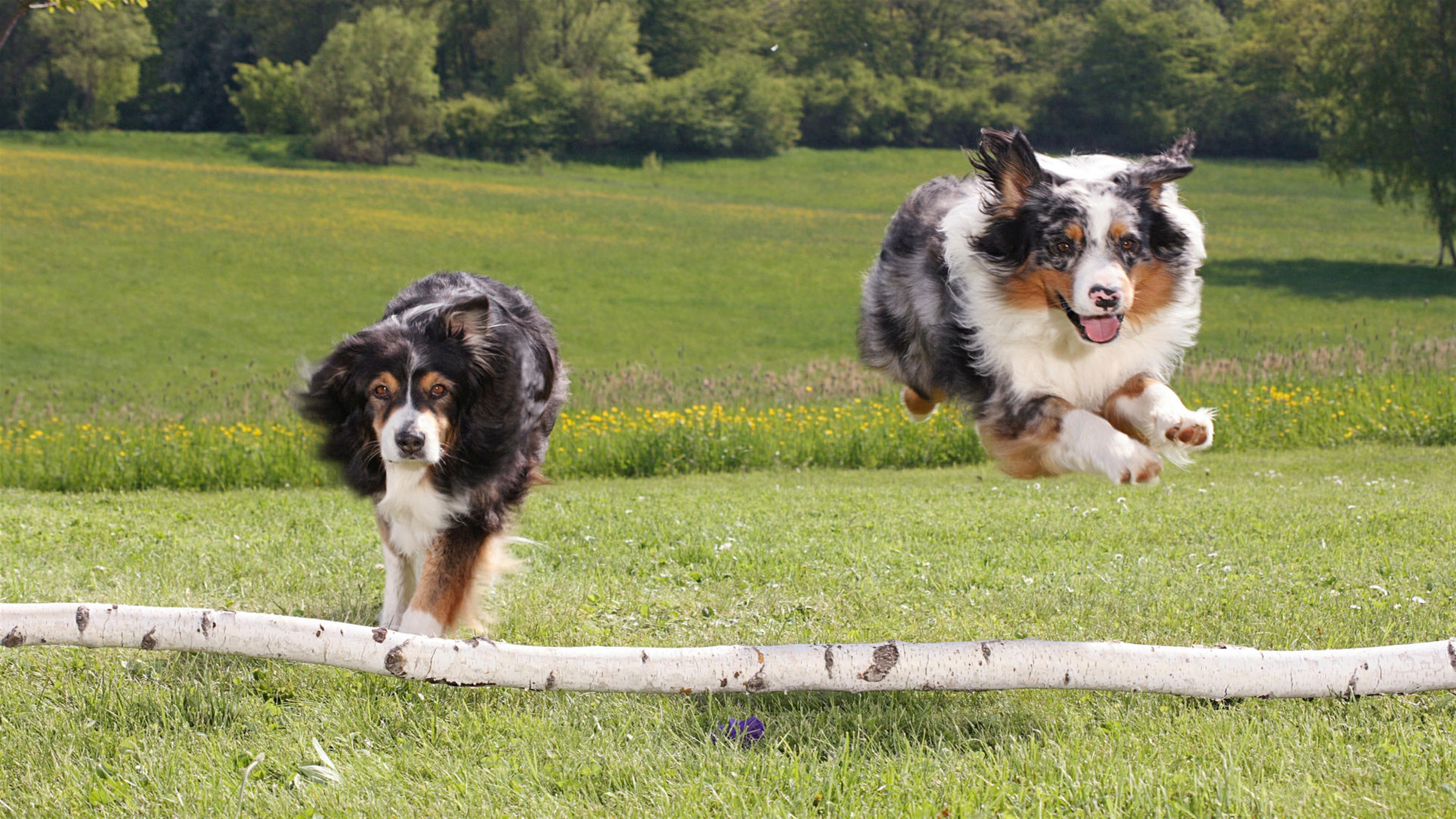 Two Australian Shepherds jumping over a log HD Wallpaper
