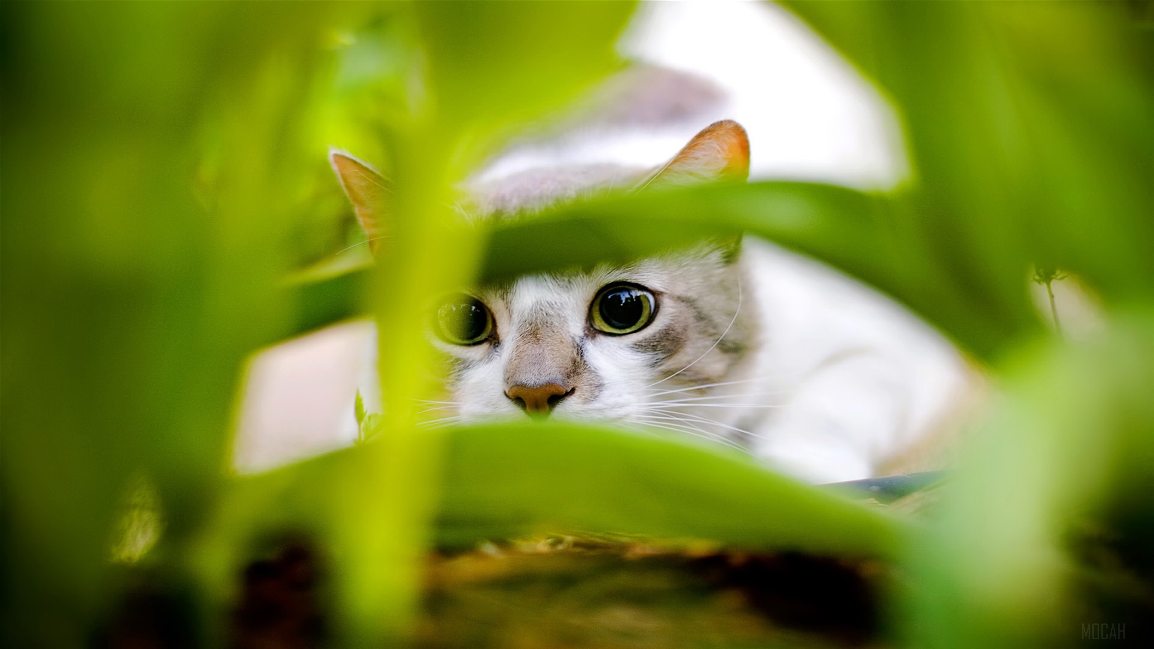 Cat hiding in green foliage 4K HD Wallpaper