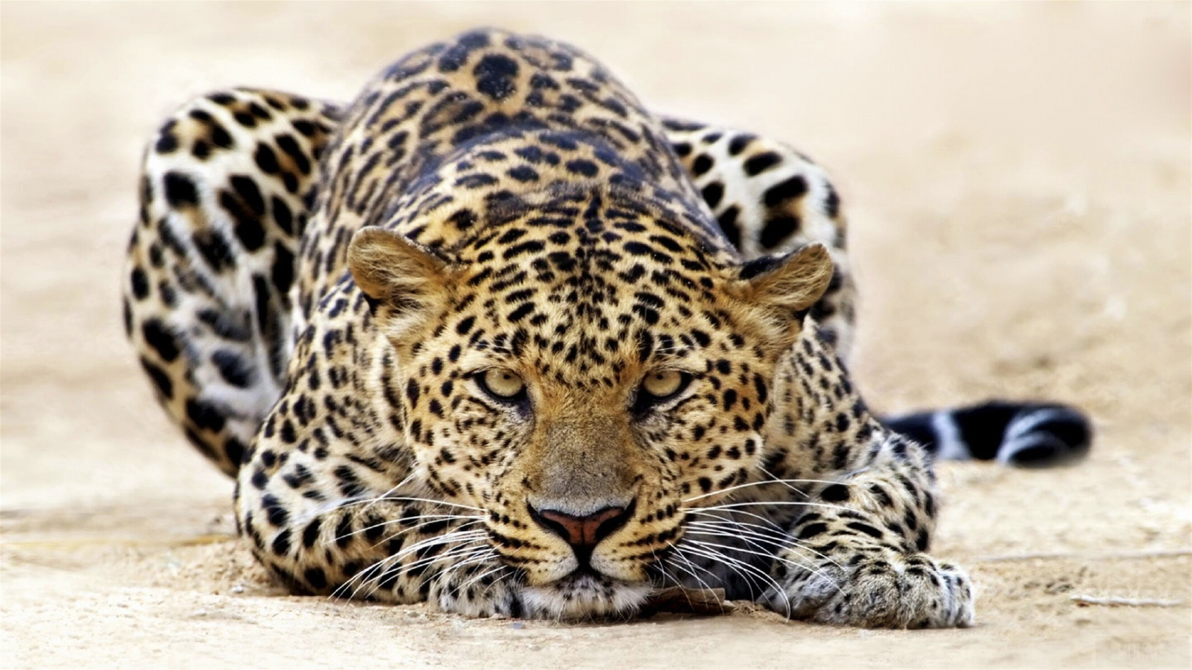 Leopard Staring HD Wallpaper