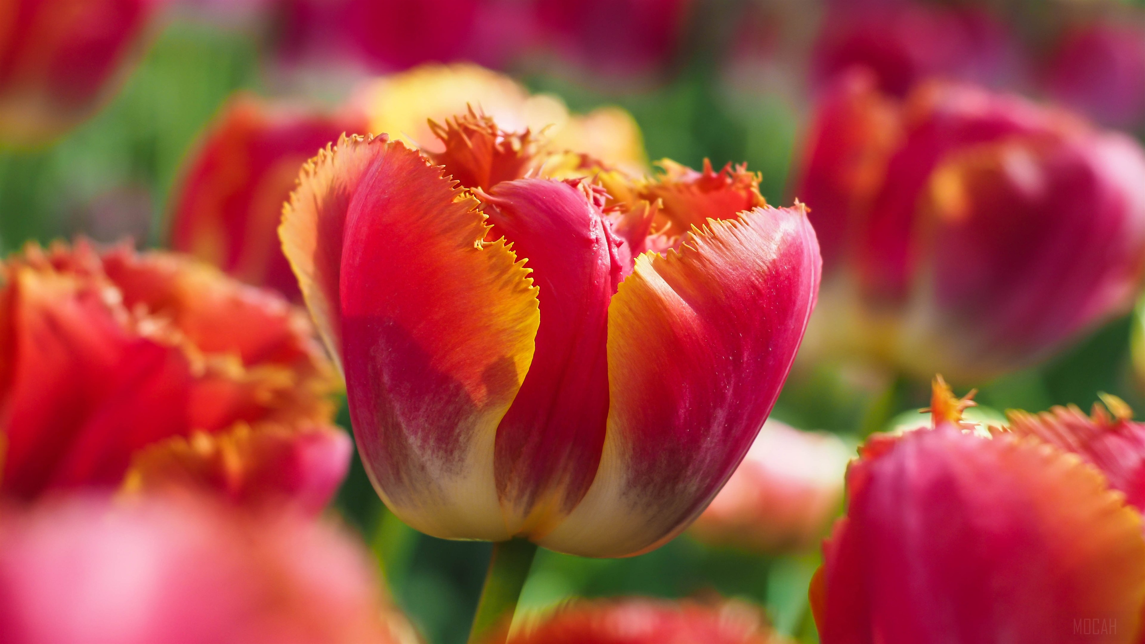 Fringed Red and Yellow Tulip Flowers 4K HD Wallpaper