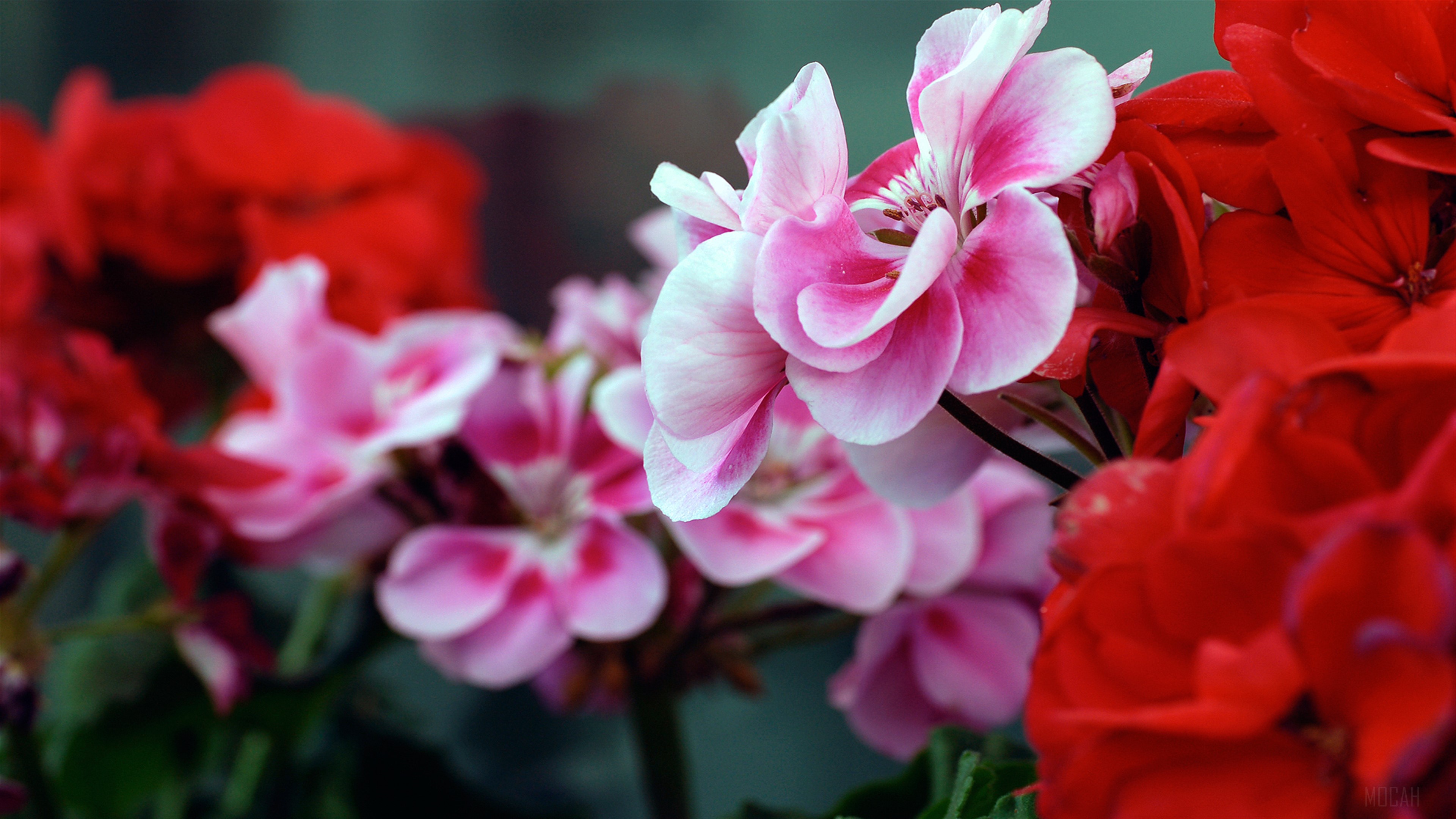 Pink and Red Geranium Flowers 4K HD Wallpaper