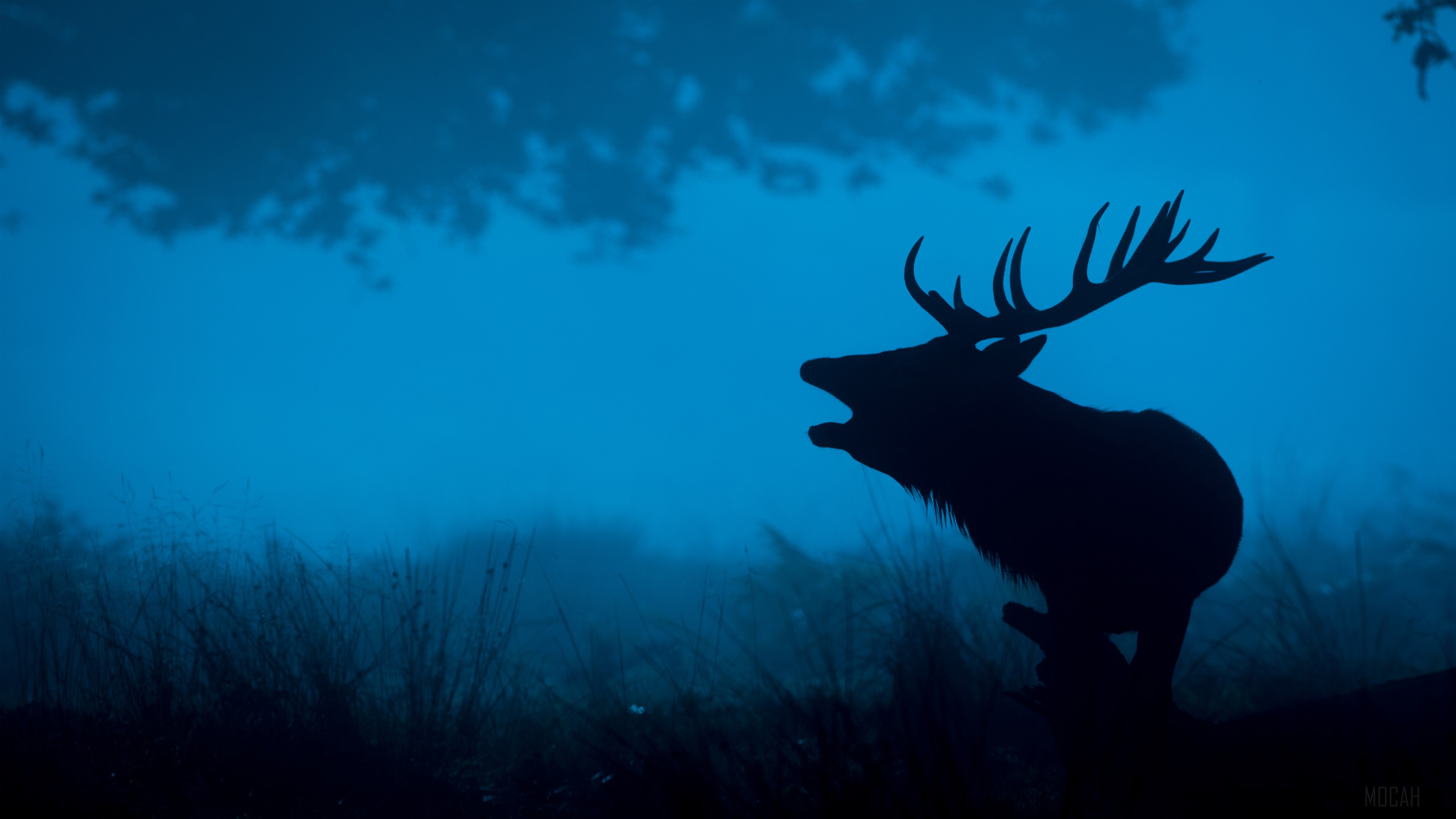 Deer Silhouette HD Wallpaper