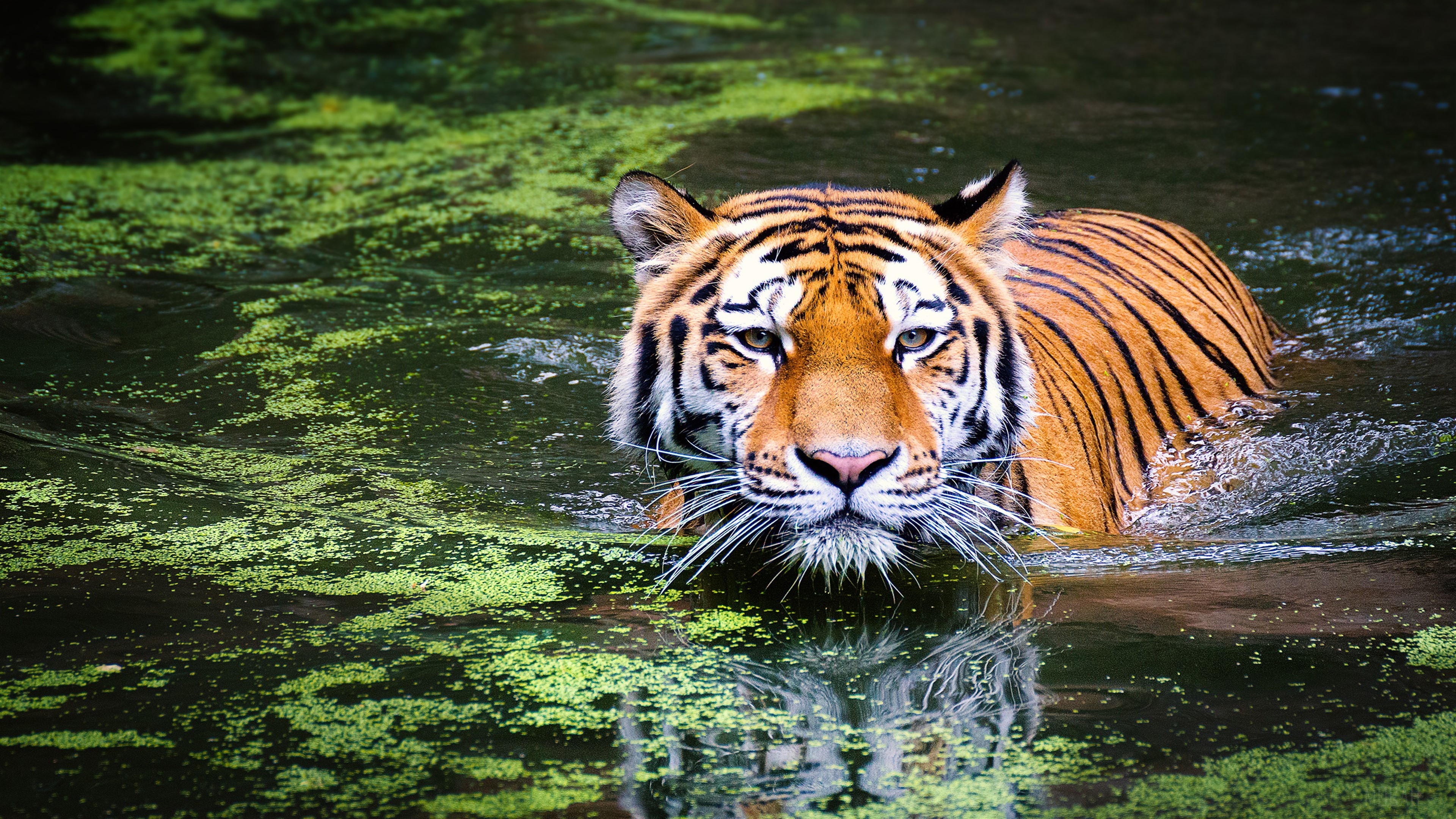 Tiger swimming in water with green algae HD Wallpaper