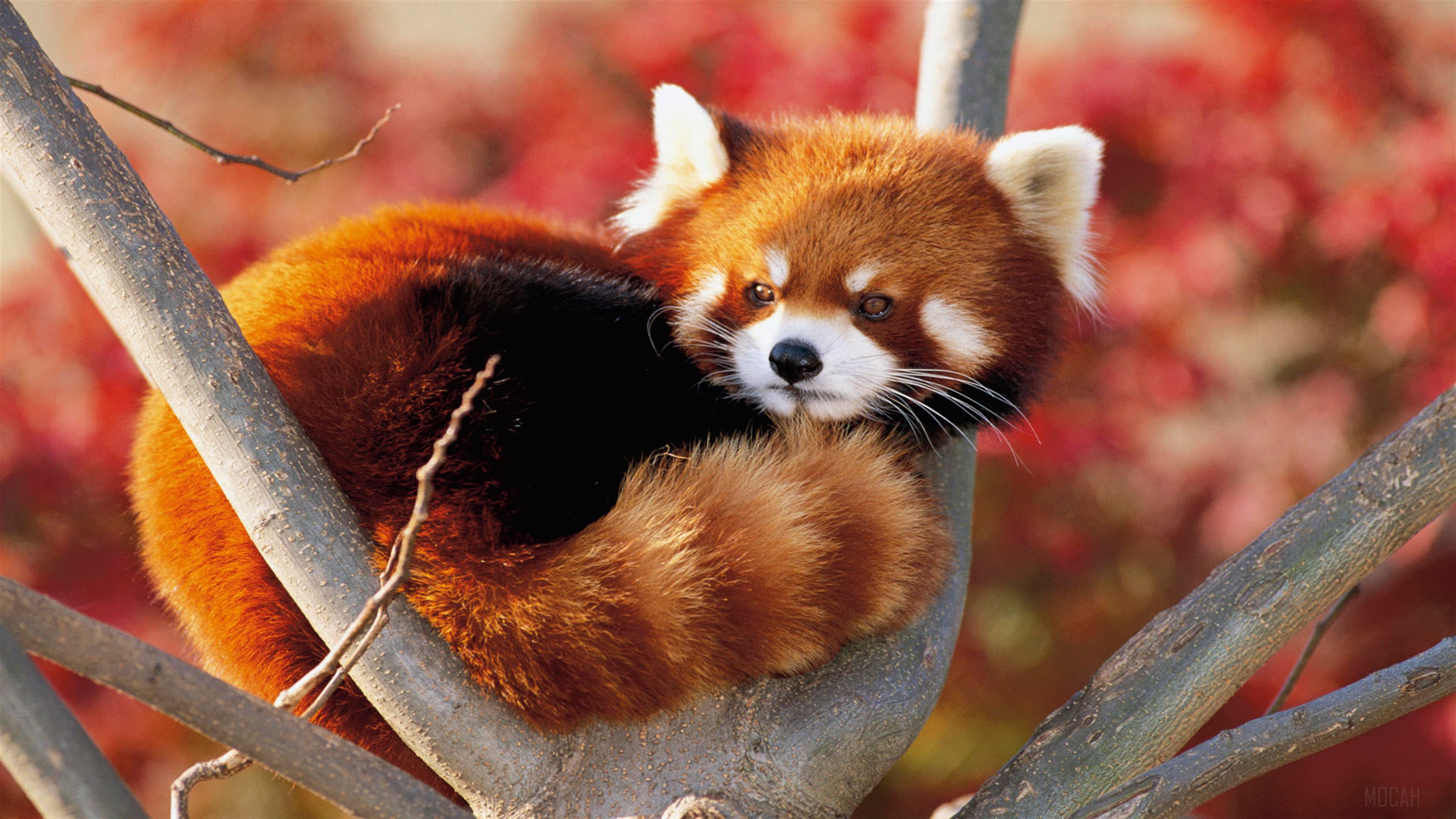 Lesser Panda Relaxing on Tree Branch in Japan 4K HD Wallpaper