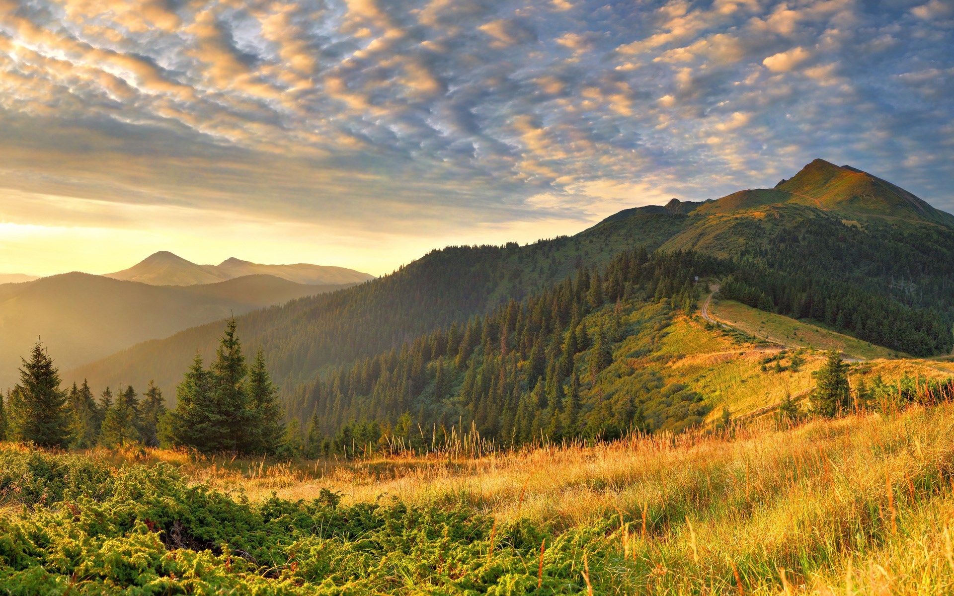 Mountain range with pine forest and cloudy sky at sunset HD Wallpaper