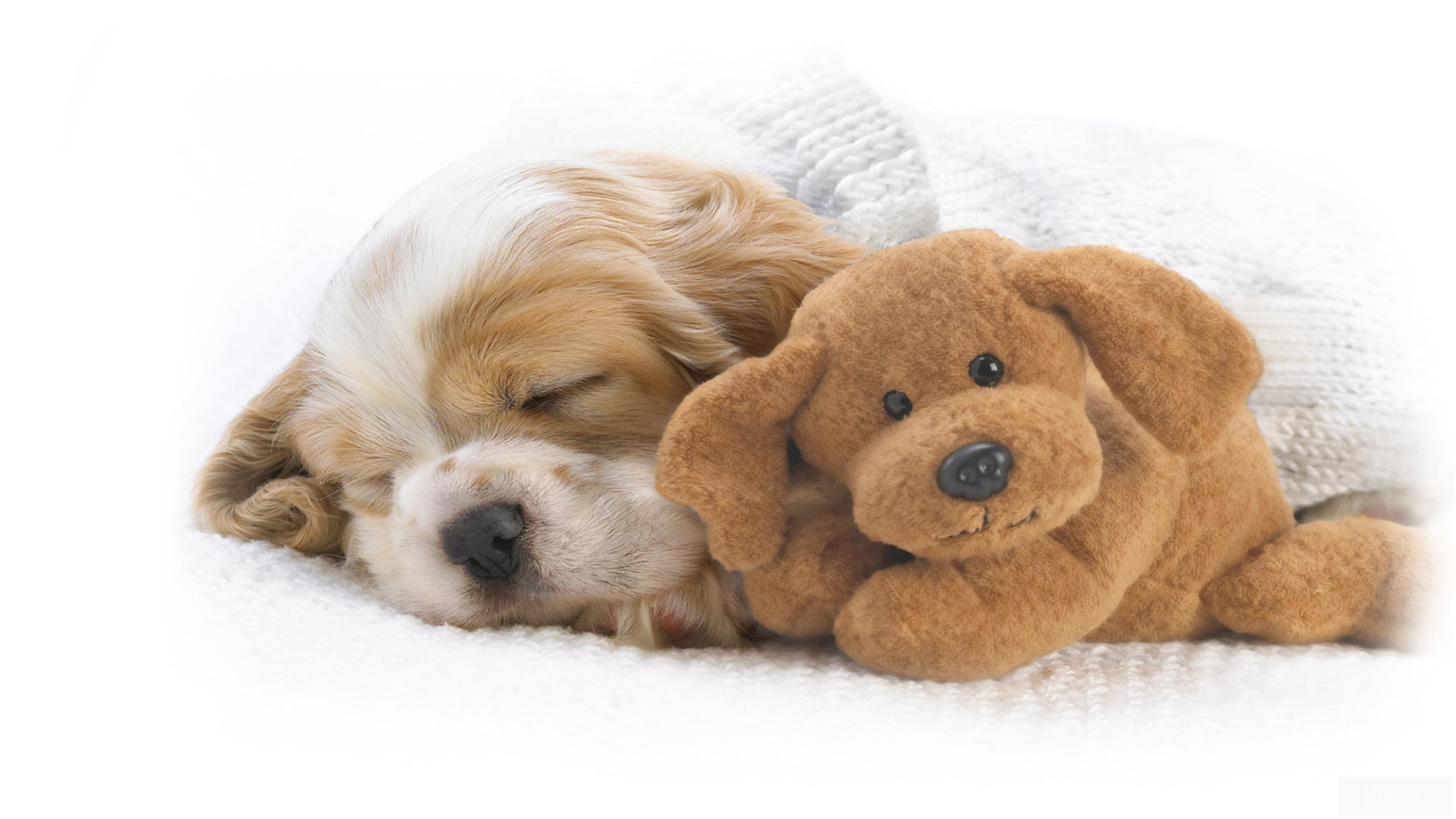 Puppy Sleeping with Stuffed Dog 4K HD Wallpaper
