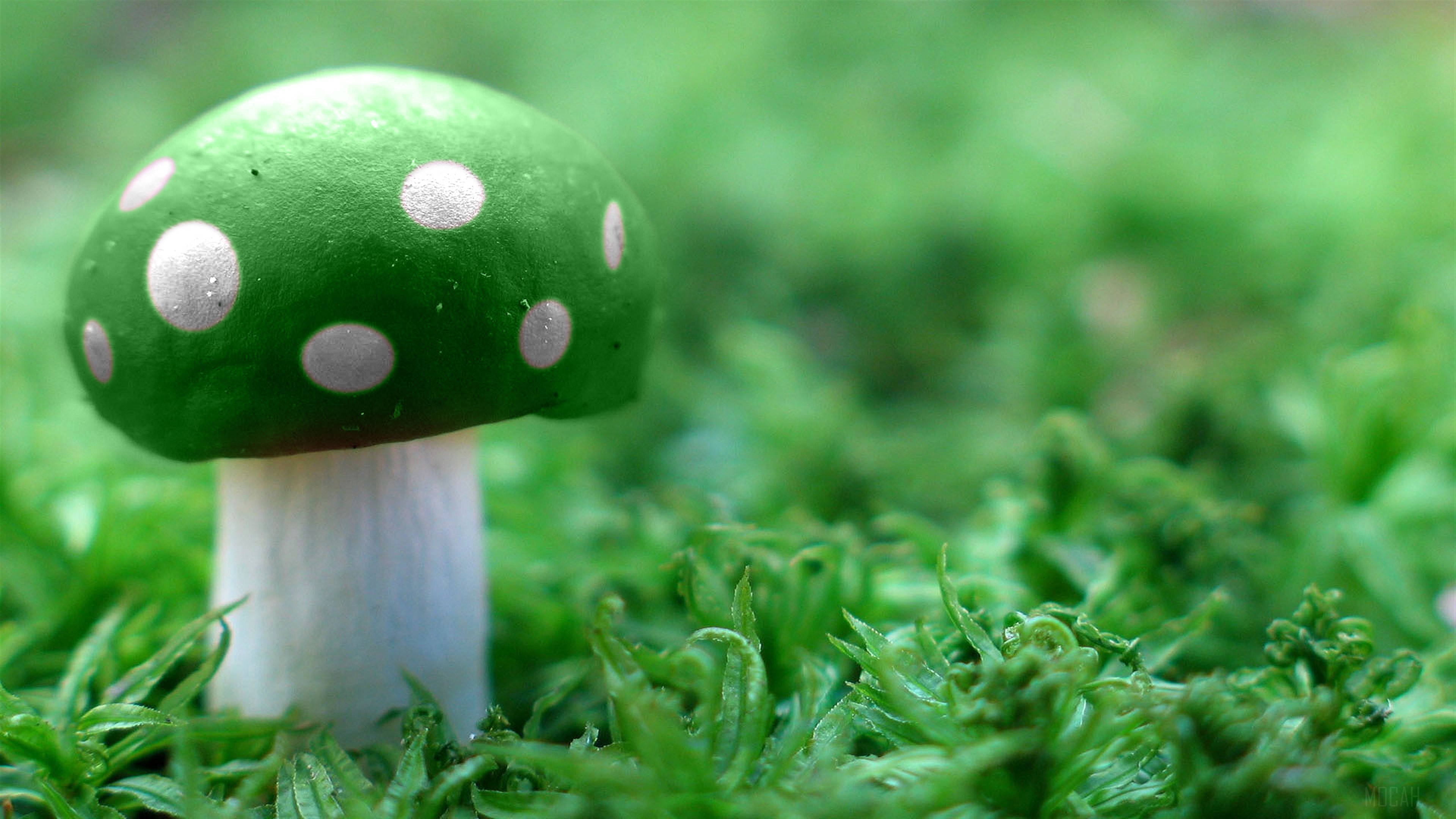 Green Mushroom with White Dots in Moss 4K HD Wallpaper