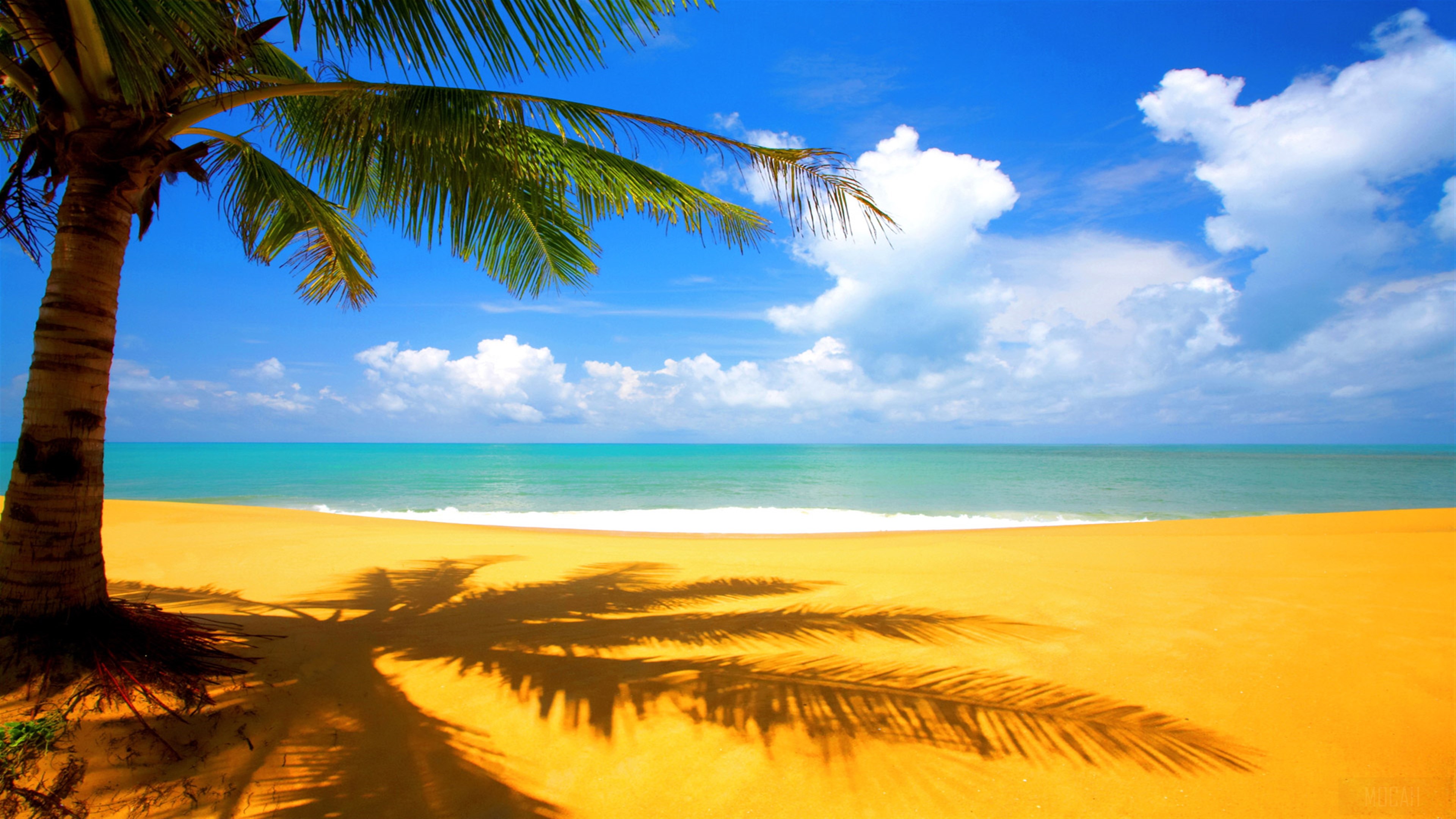 Palm Tree Casting Shadow on Sunny Beach 4K HD Wallpaper