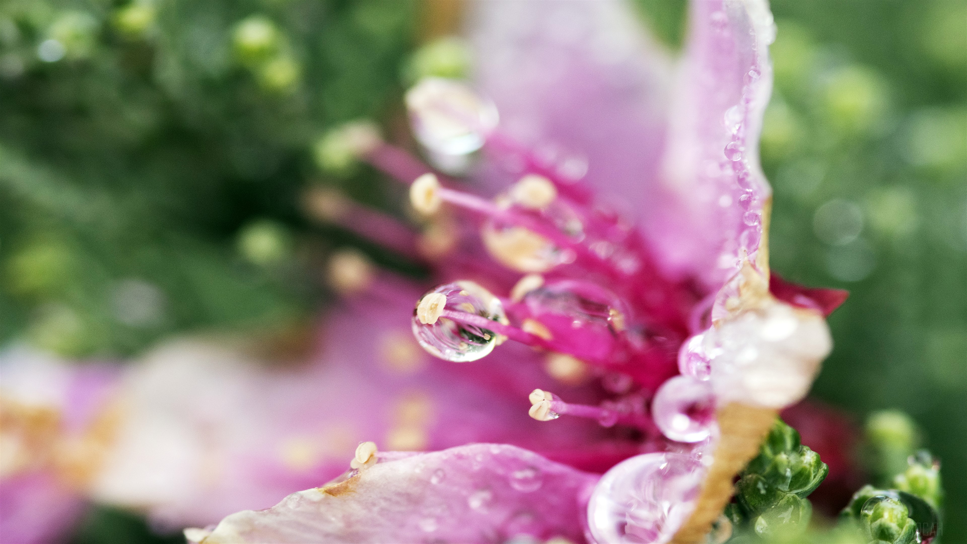 Flower with water droplets 4K HD Wallpaper