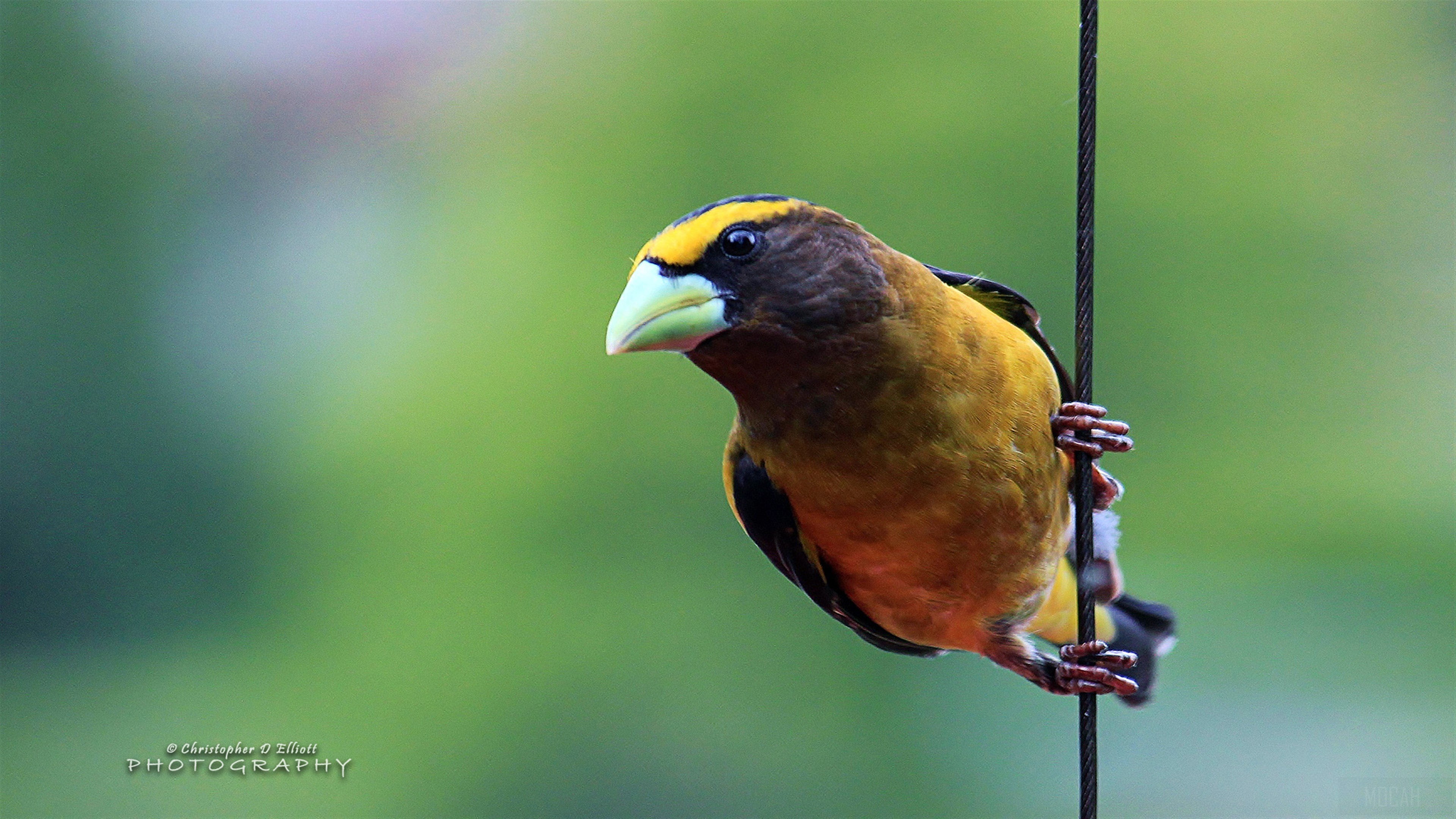 Evening Grosbeak bird on a wire HD Wallpaper