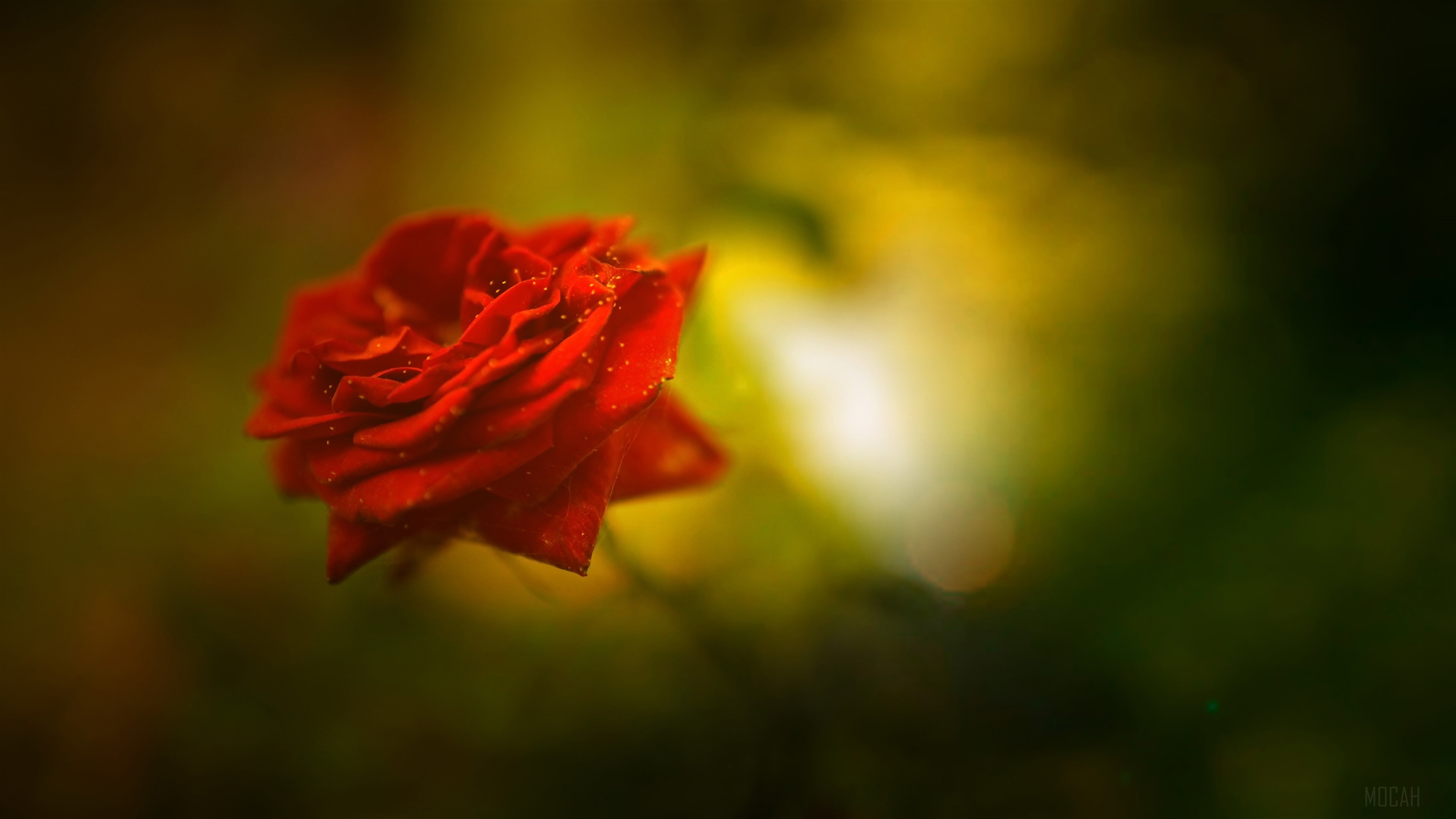 Red Rose with Water Droplets 4K HD Wallpaper