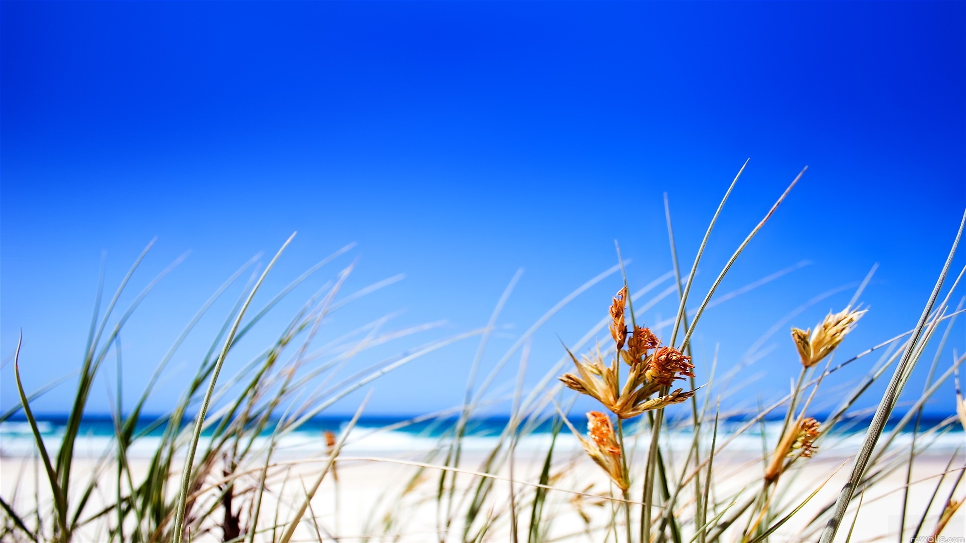 Beach Grass and Blue Sky 4K HD Wallpaper