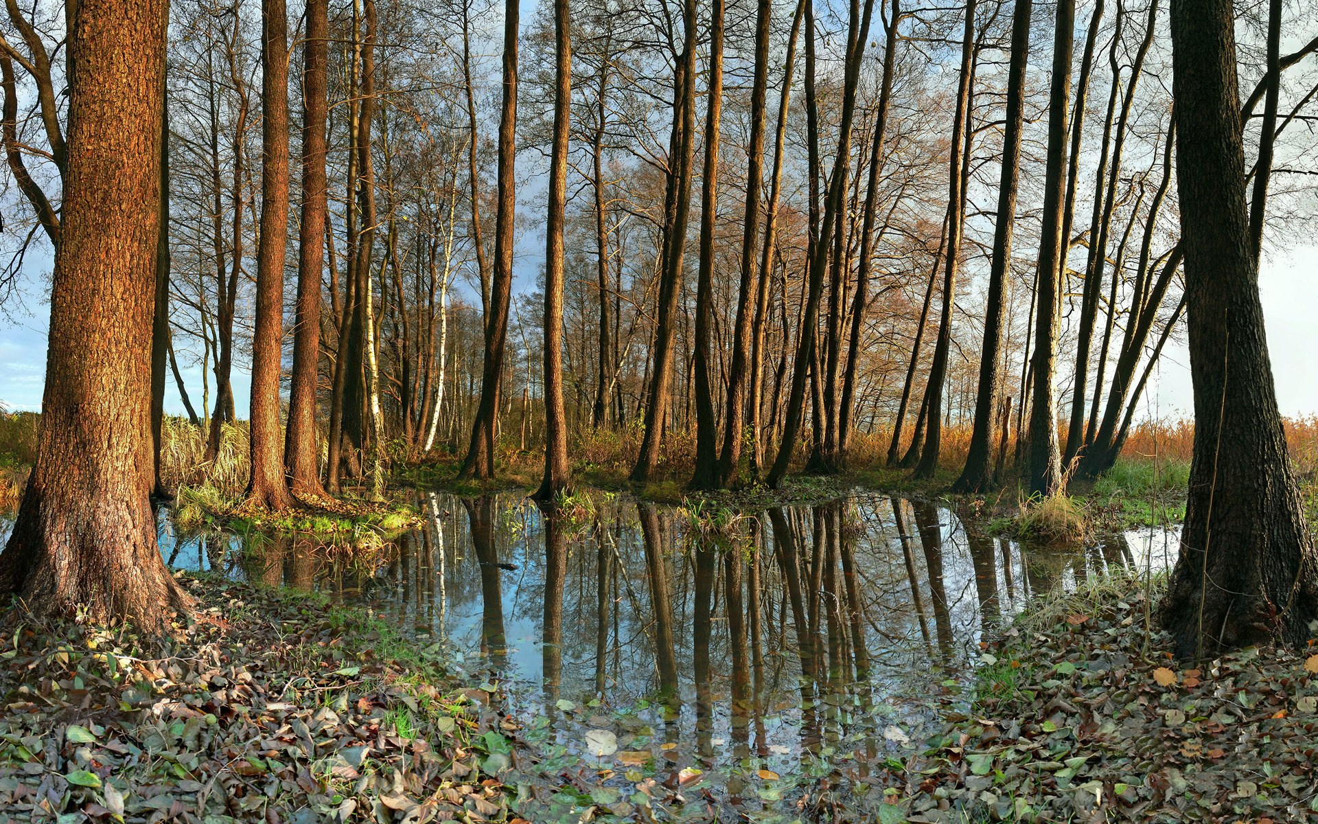 Trees reflected in water in a forest HD Wallpaper