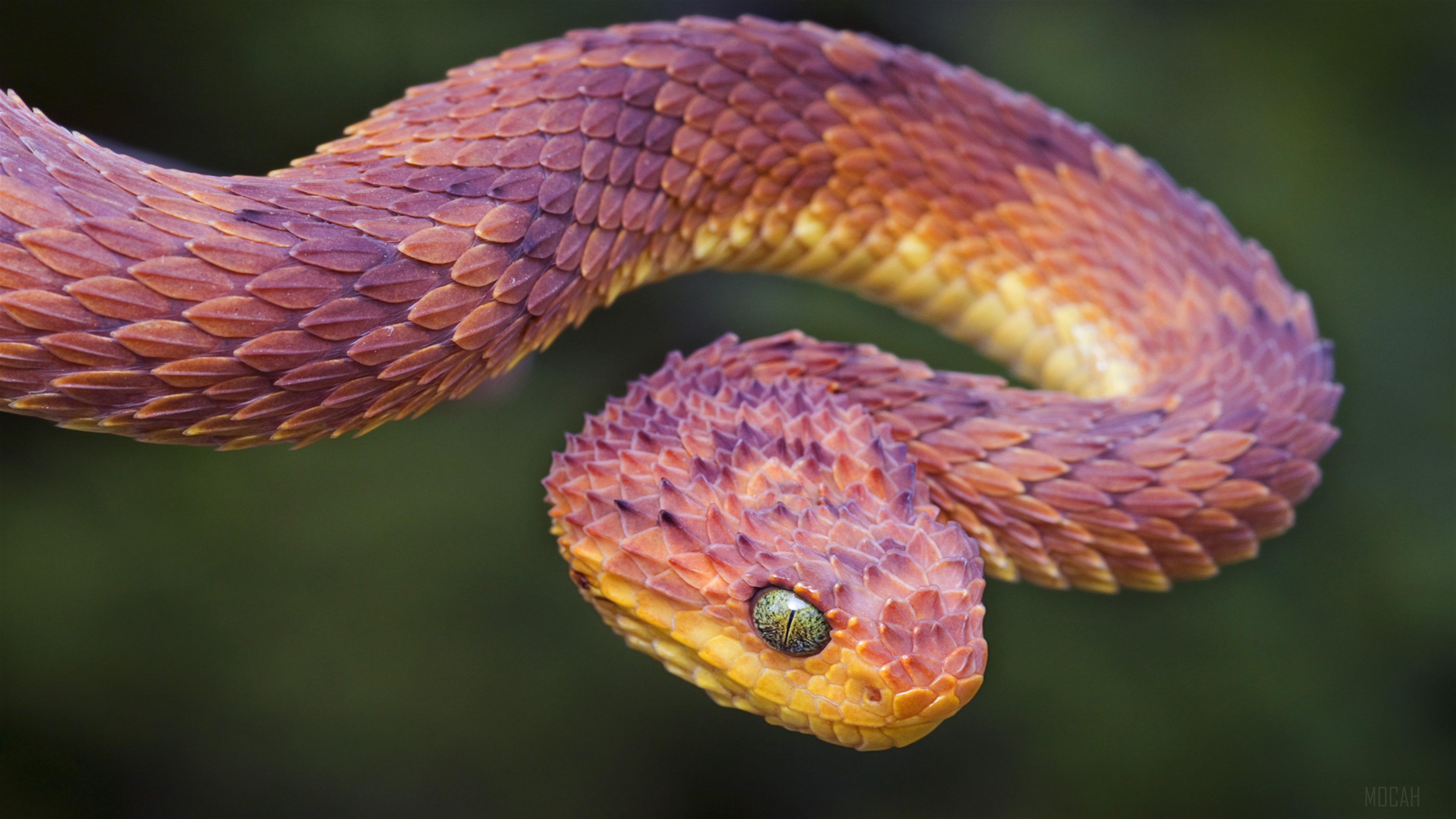 Bush Viper HD Wallpaper