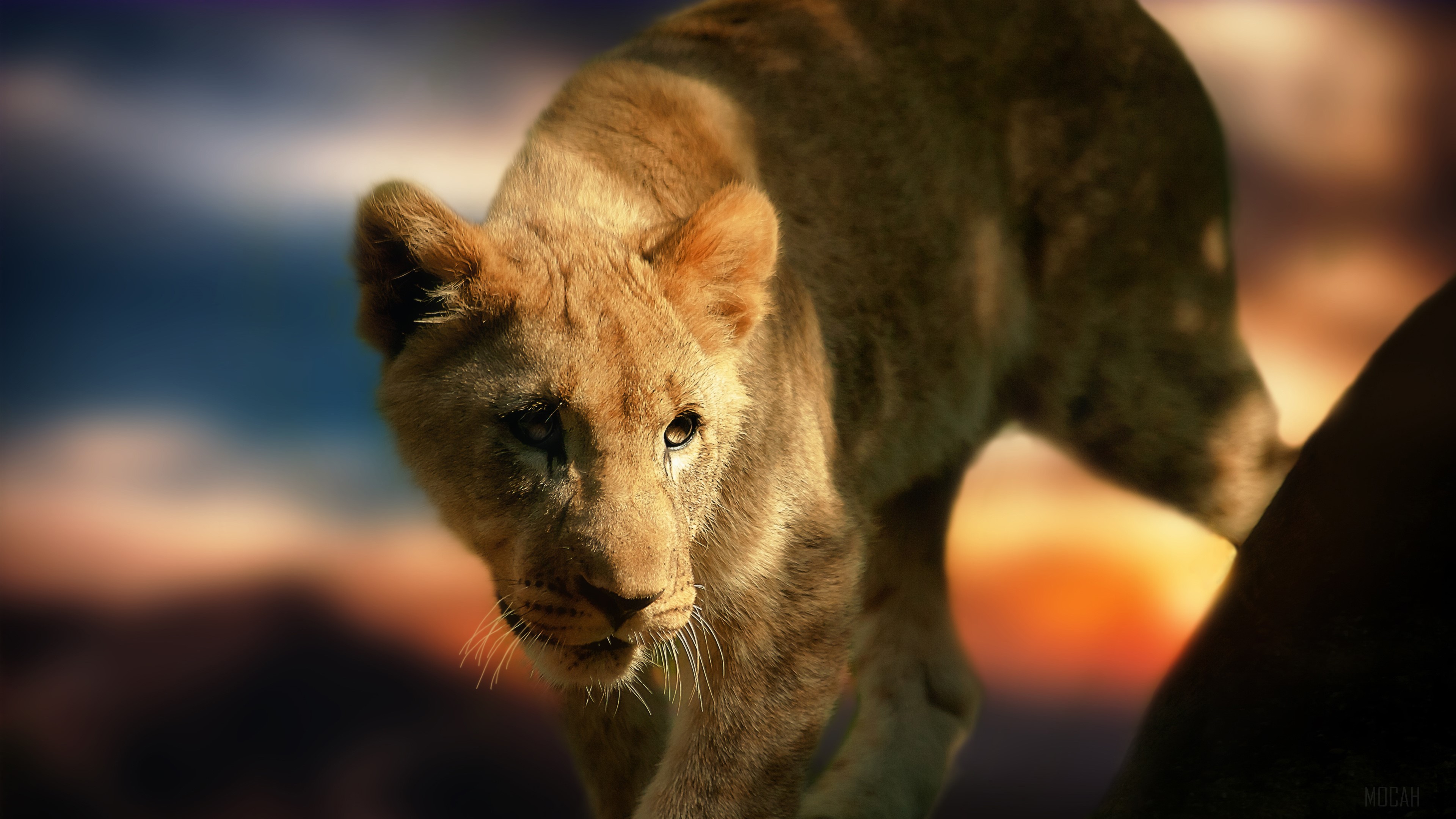 Lion Cub HD Wallpaper