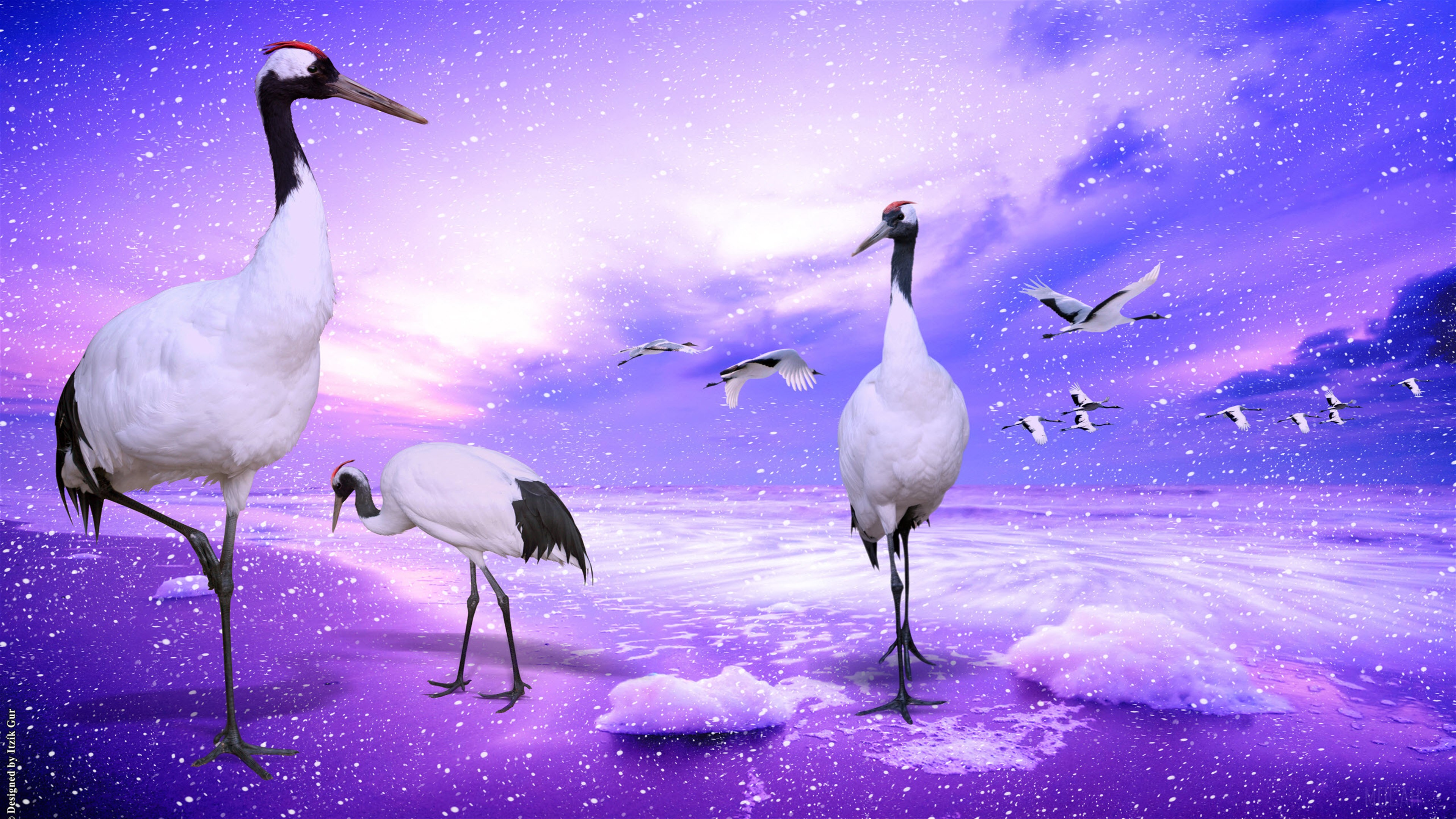 Red Crowned Cranes in a Snowy Landscape 4K HD Wallpaper