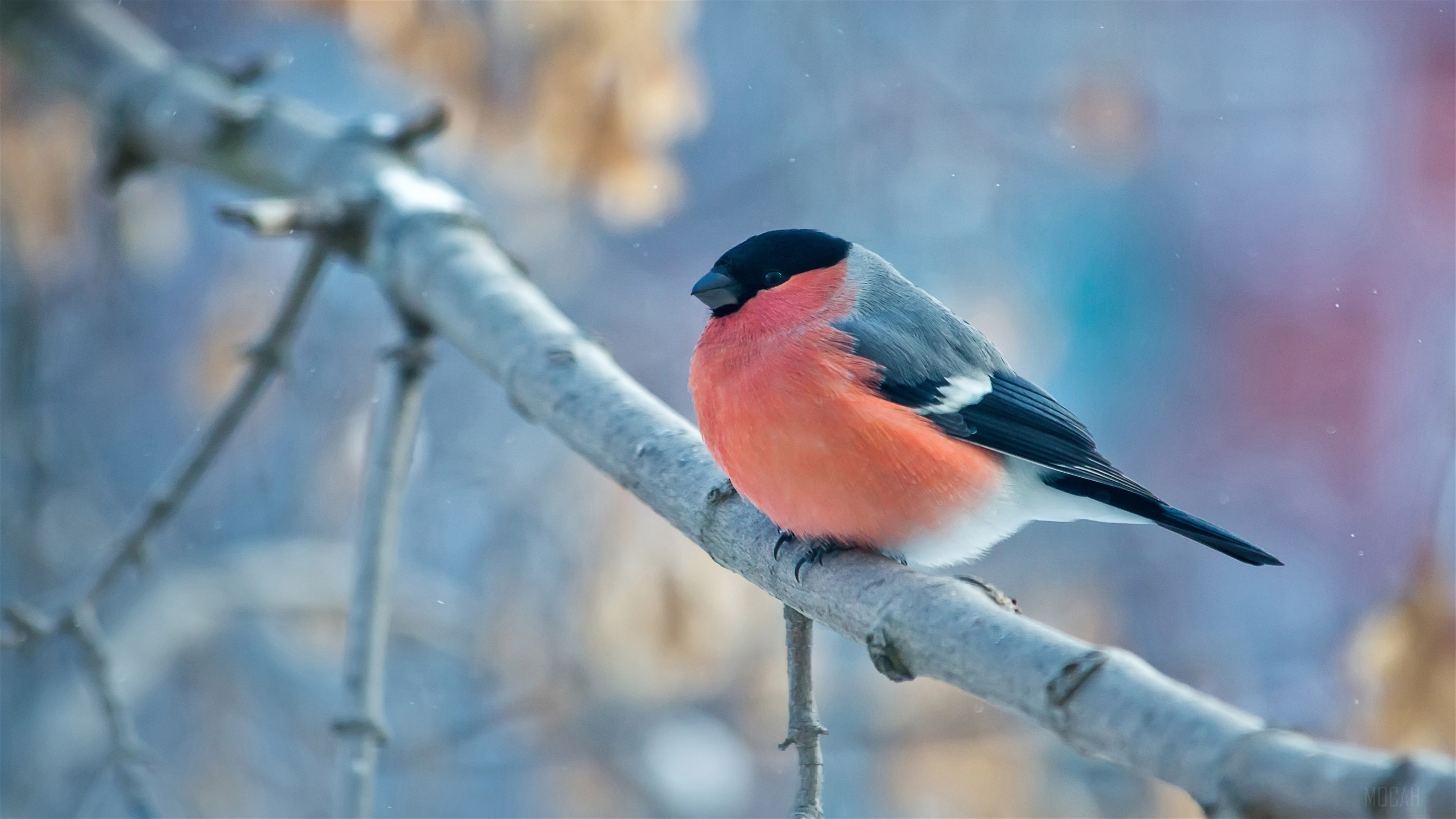 Bullfinch bird on a branch in winter 4K HD Wallpaper