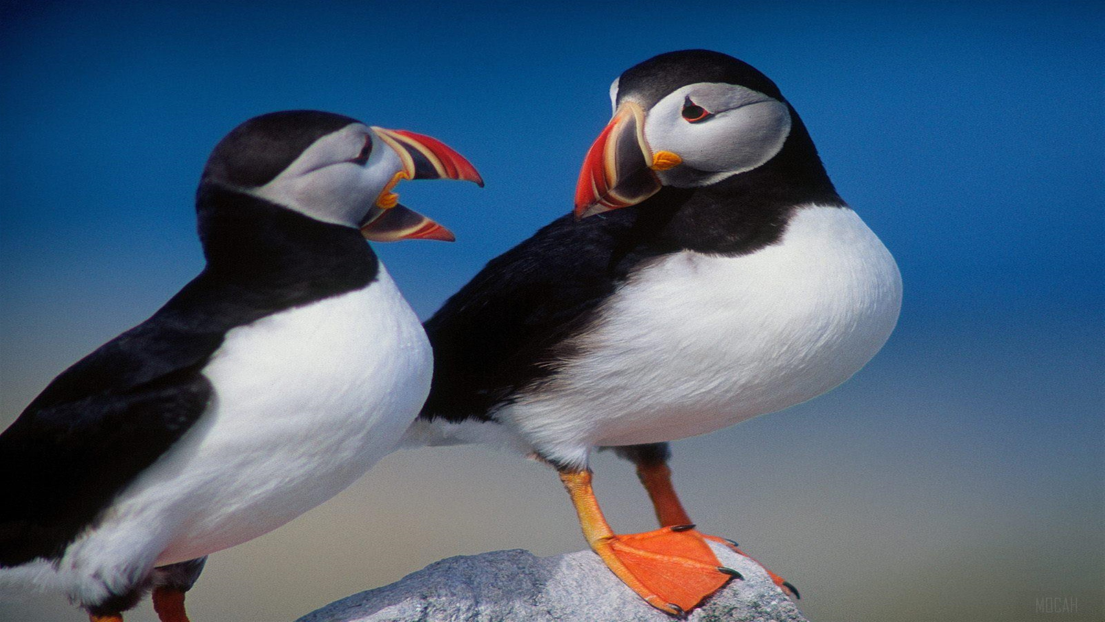 Two Atlantic Puffins on a Rock 4K HD Wallpaper