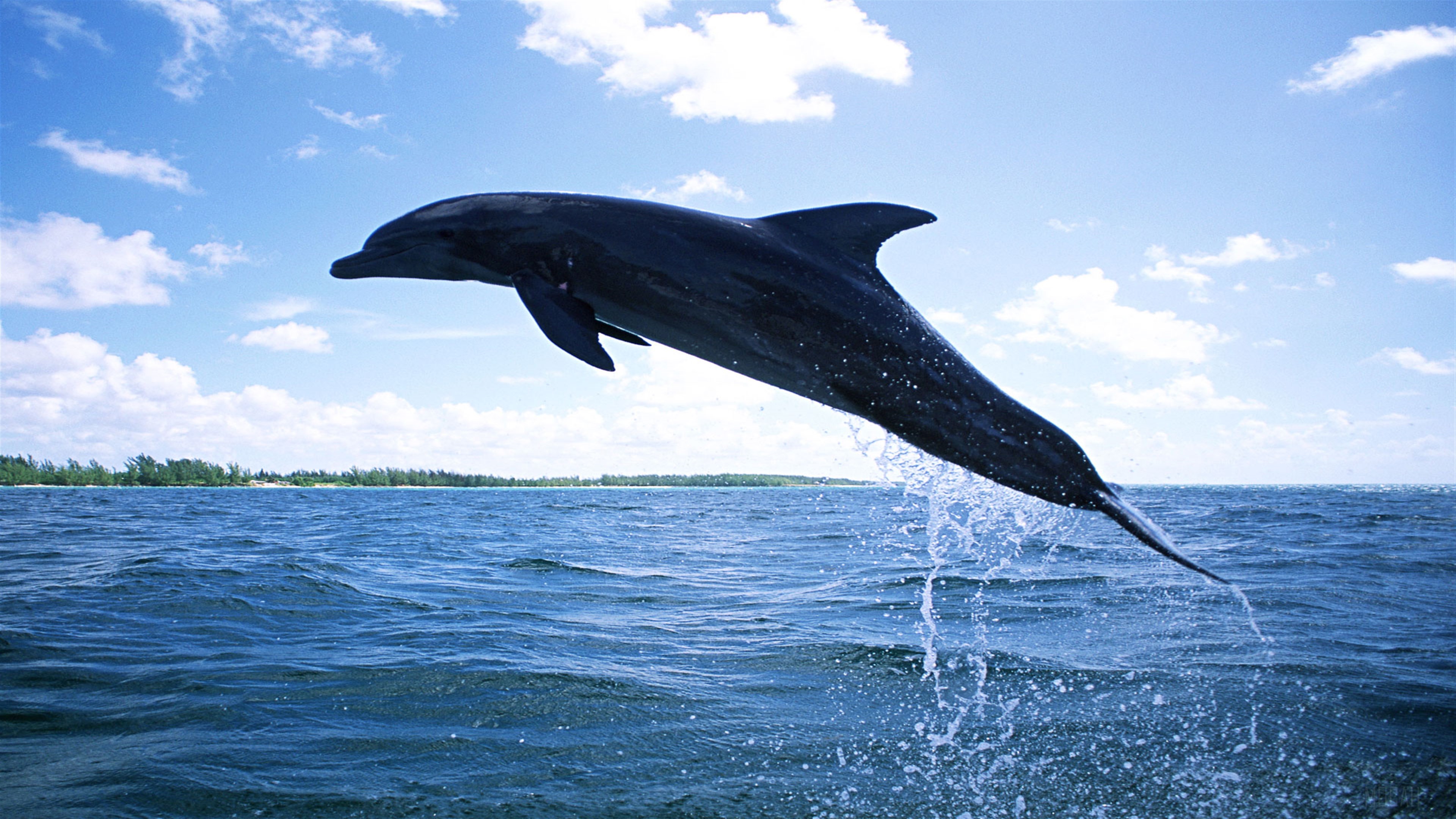 Dolphin jumping out of the ocean HD Wallpaper