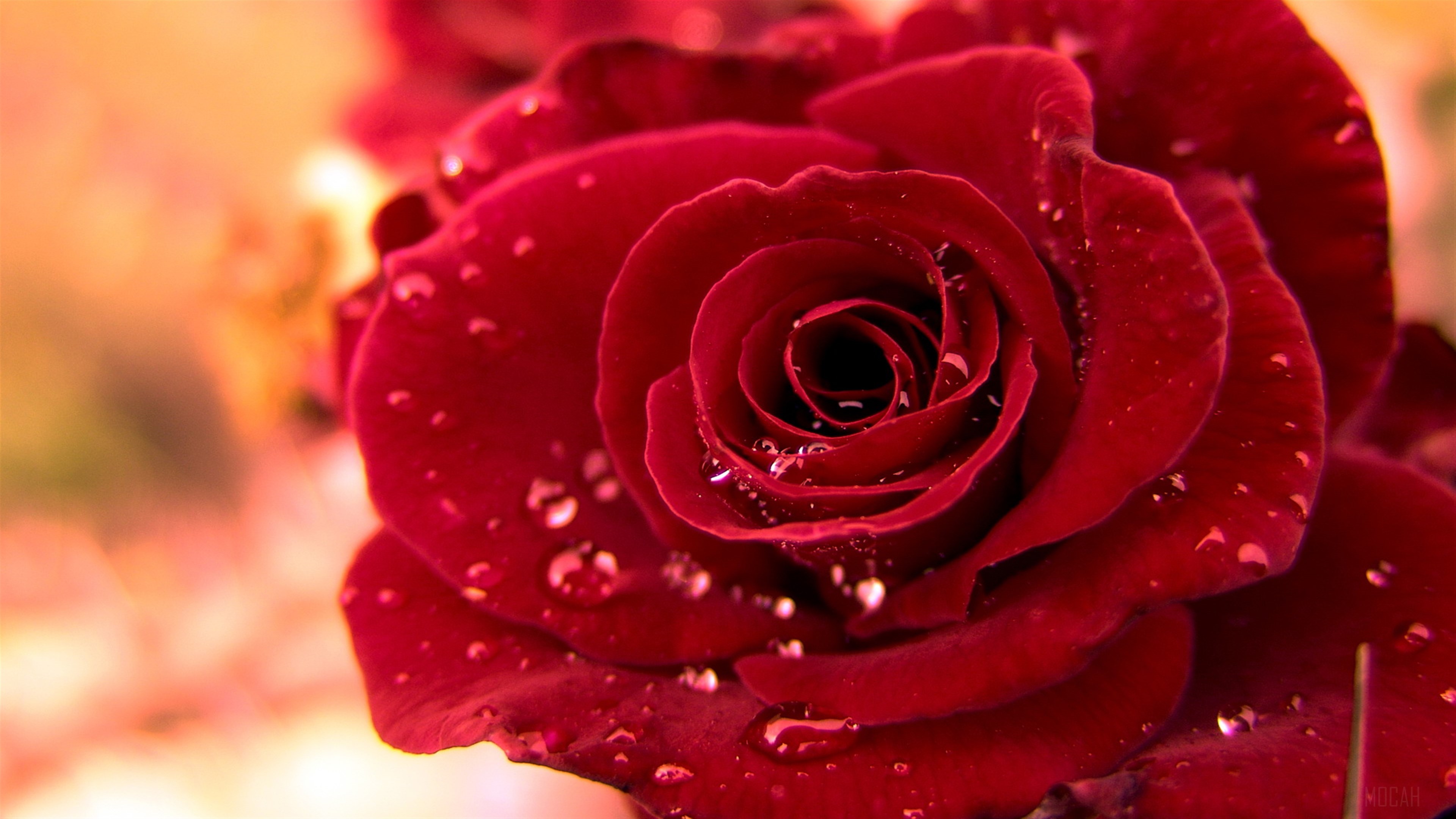 Red Rose with Water Droplets 4K HD Wallpaper