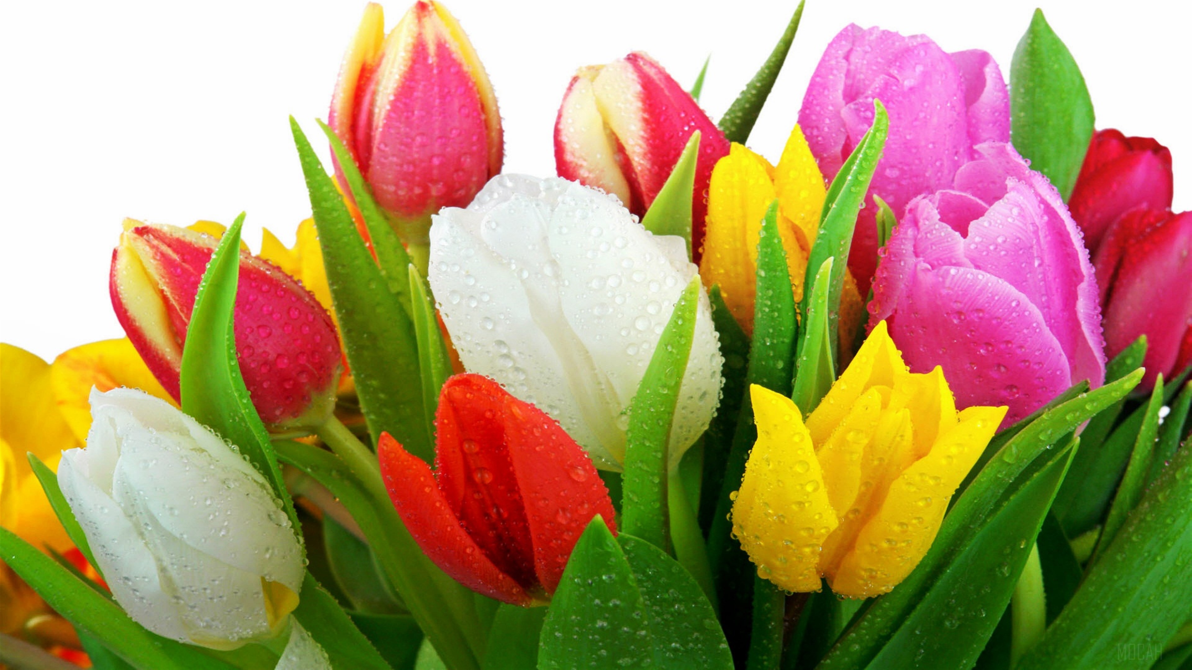 Fresh Tulips HD Wallpaper