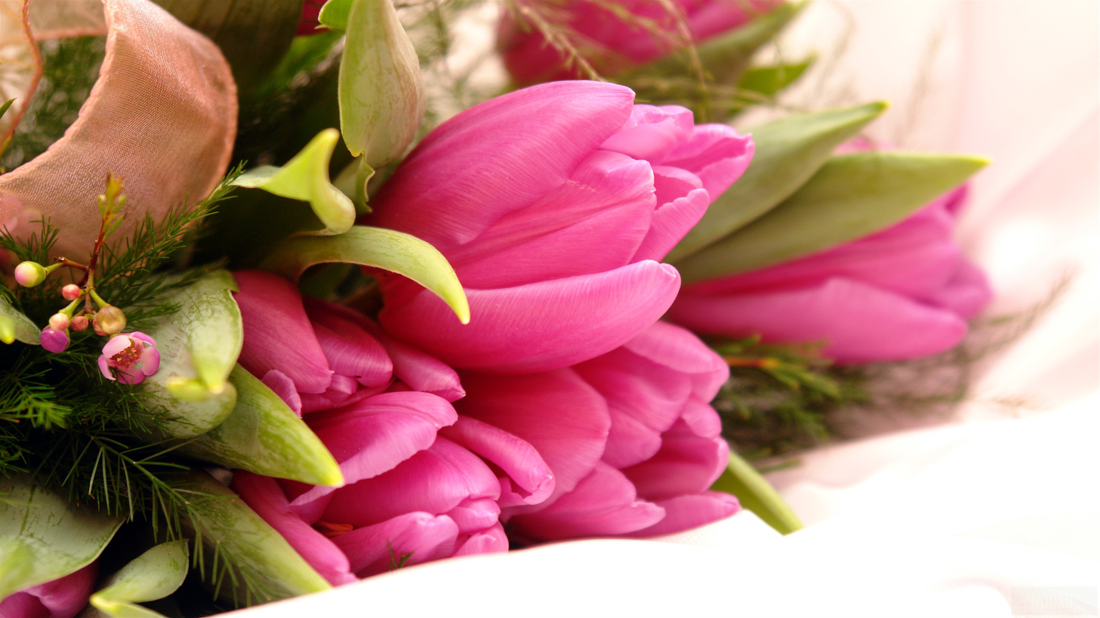 Fancy Pink Tulips 4K HD Wallpaper