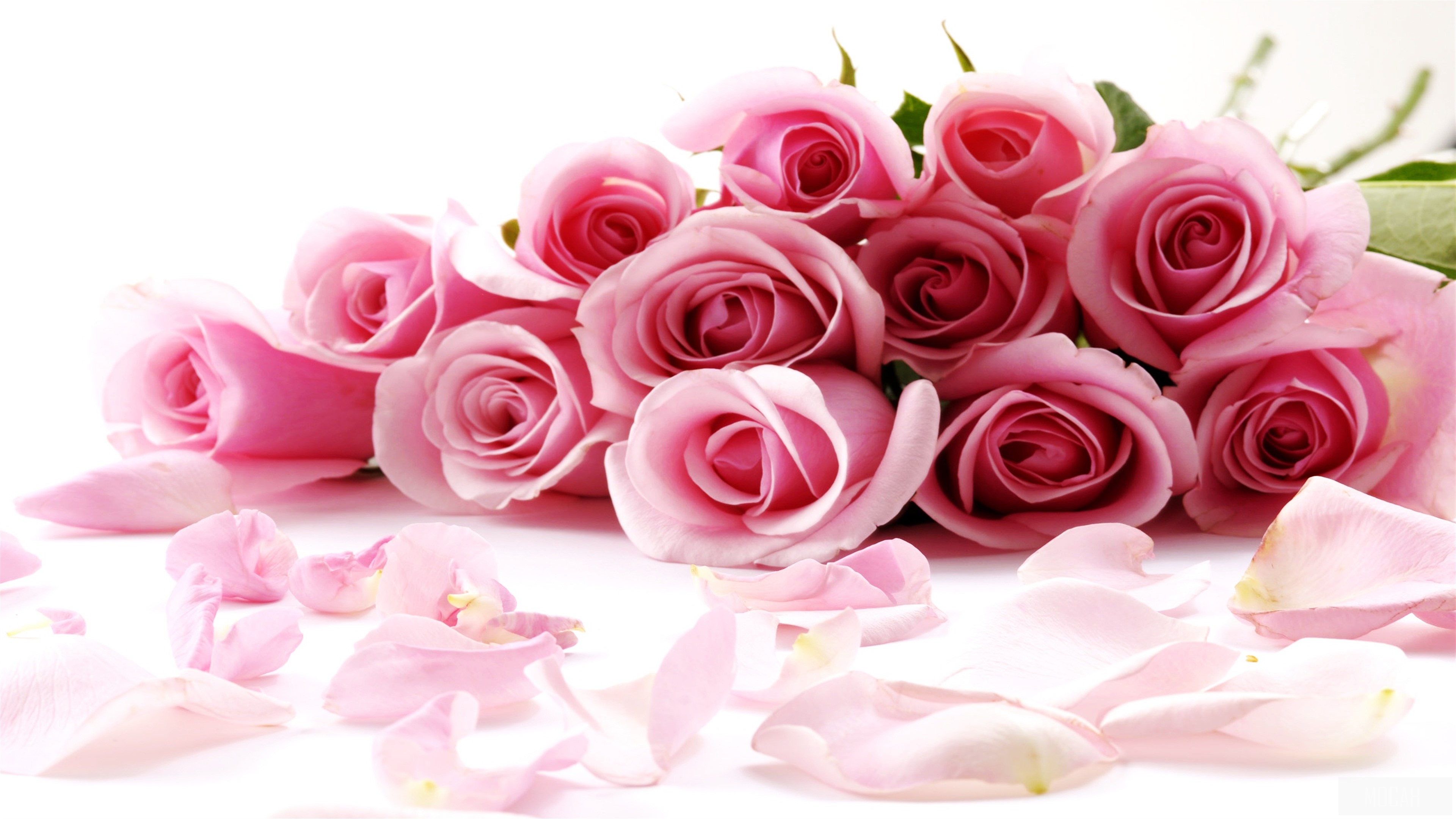 Pink Roses 4K HD Wallpaper