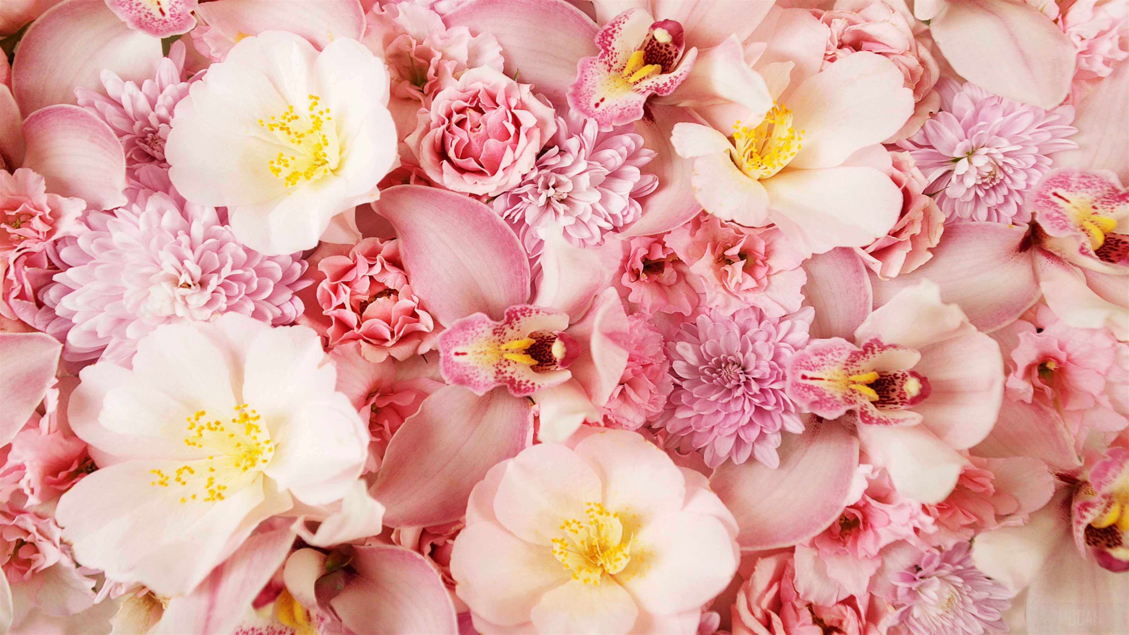 Pink Orchids and Camellias 4K HD Wallpaper