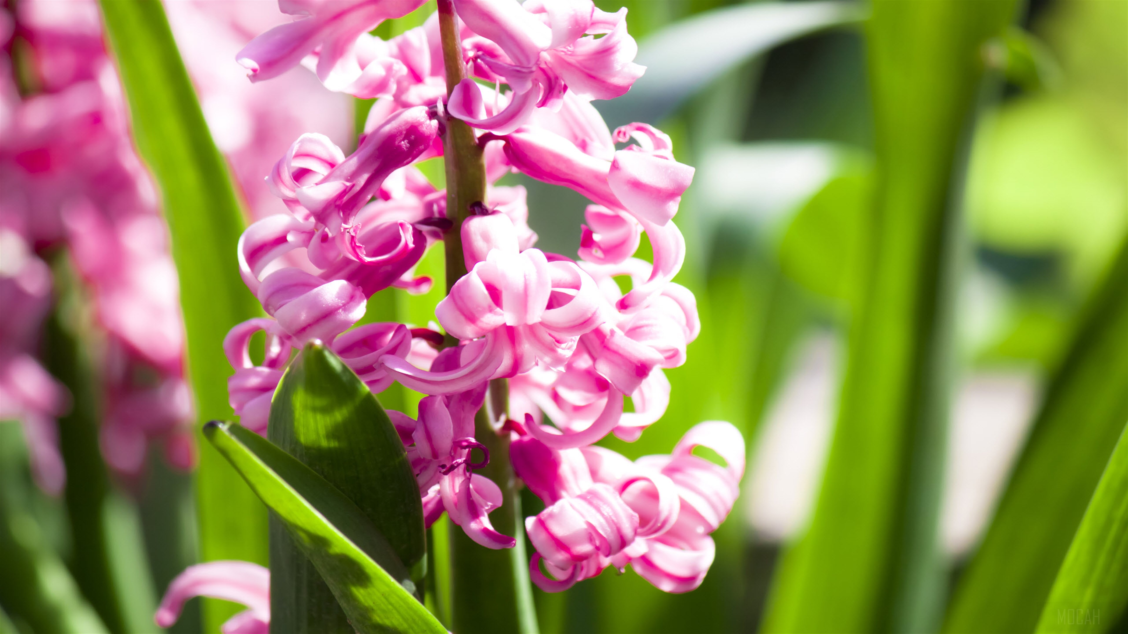 Amazing Pink Hyacinths in 4K HD Wallpaper