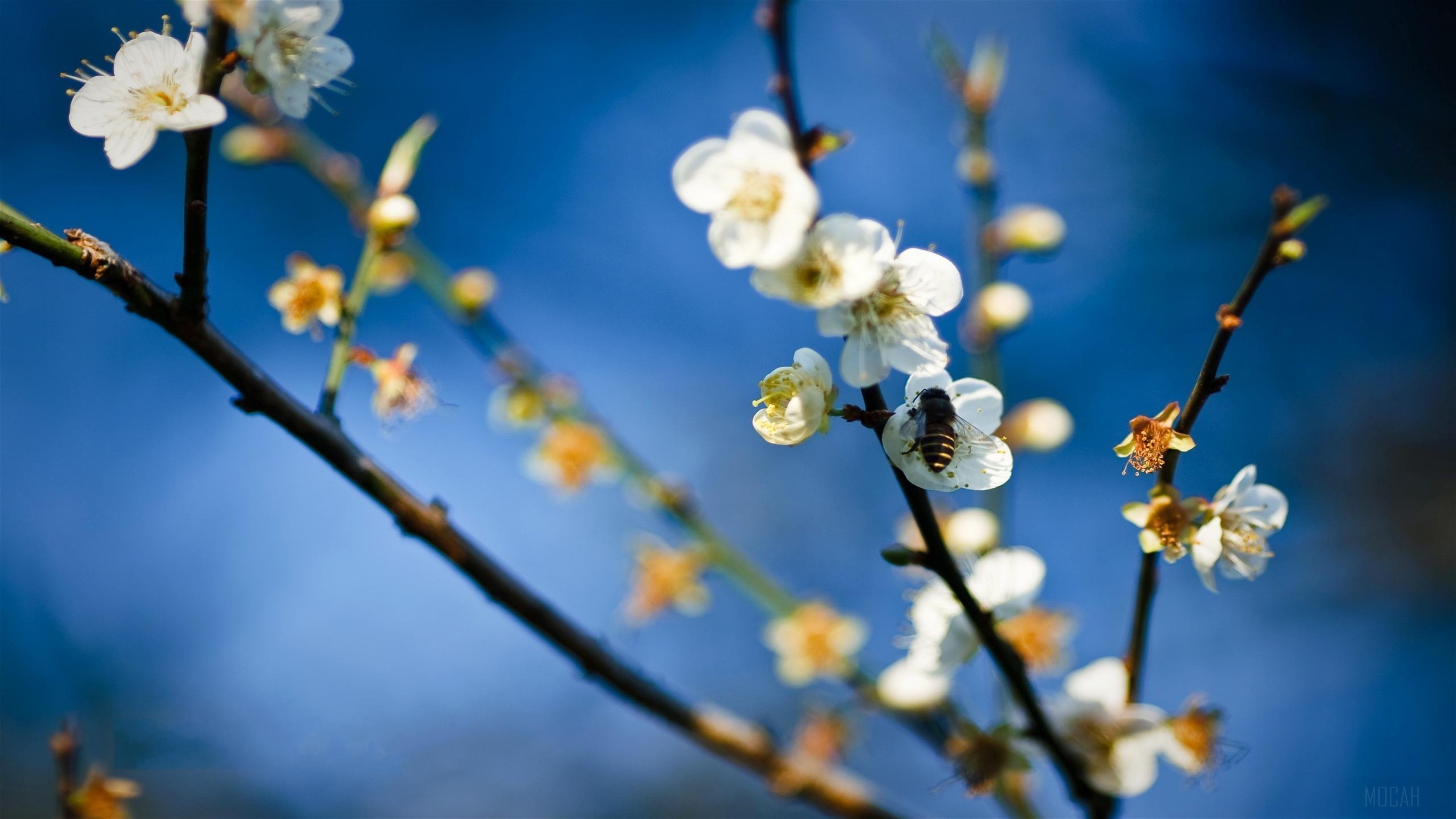 Bee on White Flowers HD Wallpaper