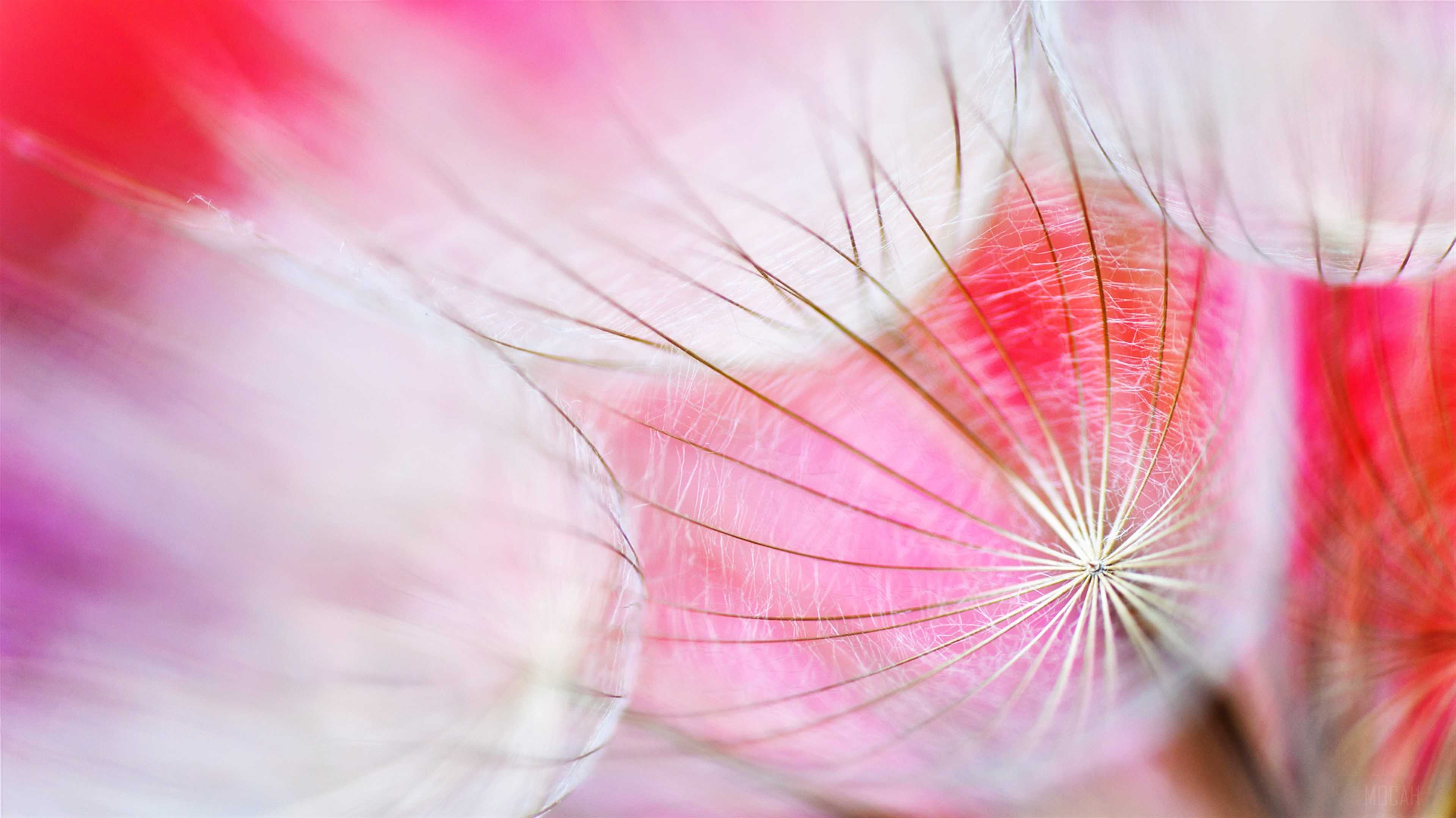 Macro view of dandelion seeds with pink background 4K HD Wallpaper