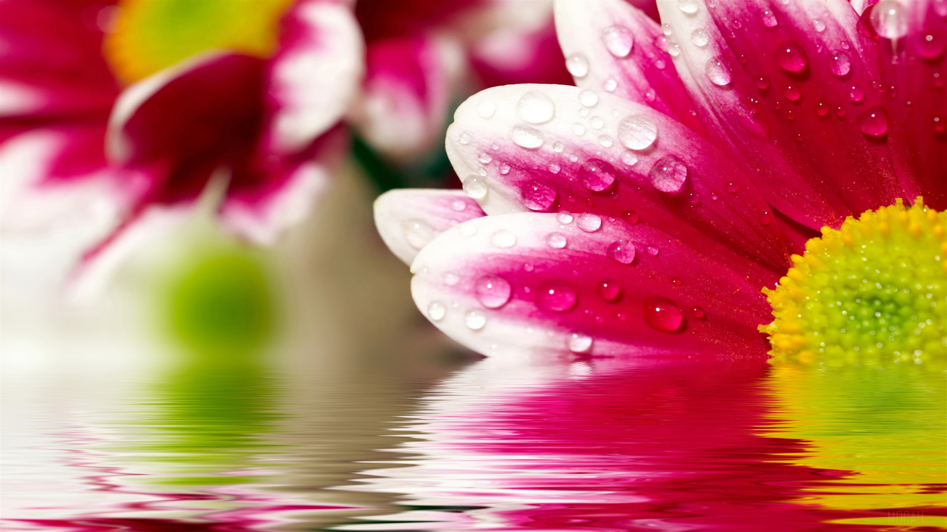 Pink and white flowers with water droplets and reflections 4K HD Wallpaper