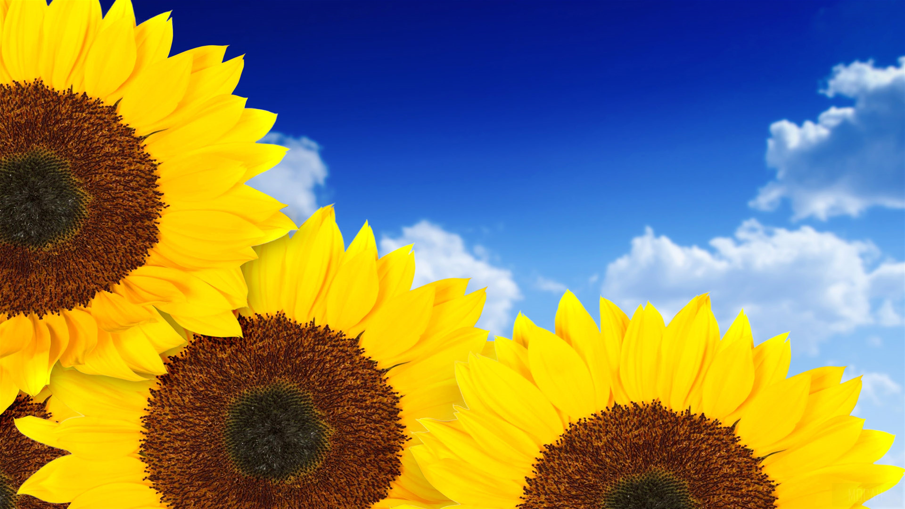 Pure Yellow Sunflowers HD Wallpaper