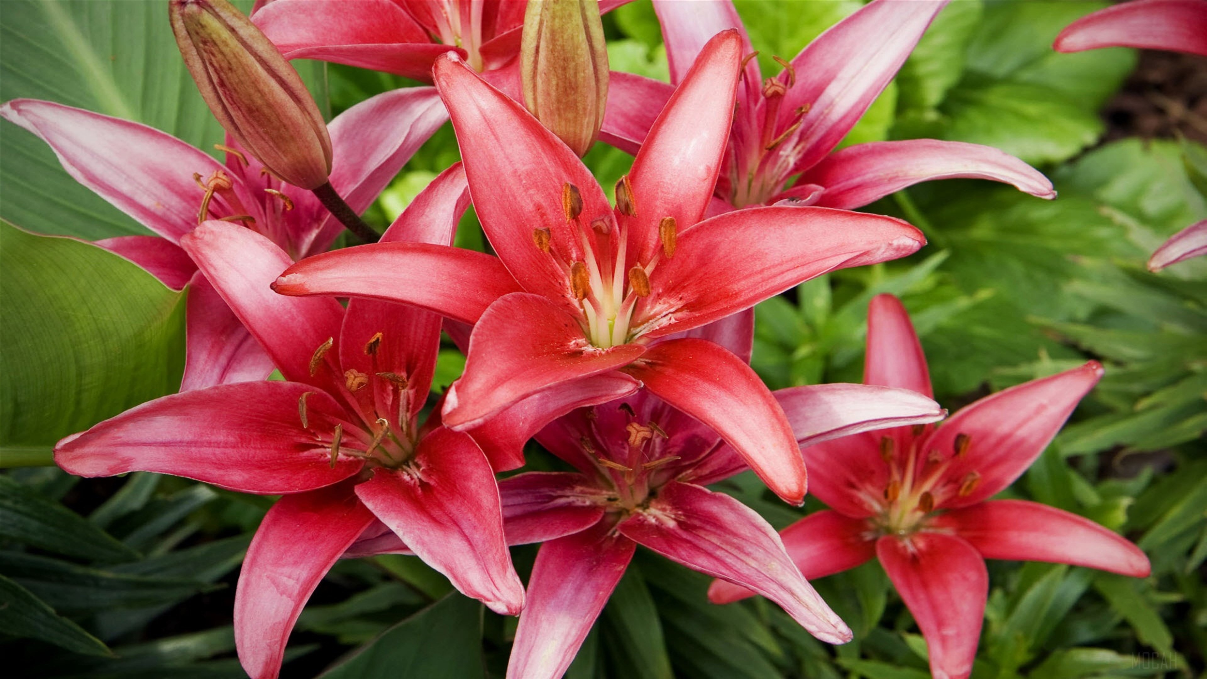 Red Lilies Flowers HD Wallpaper