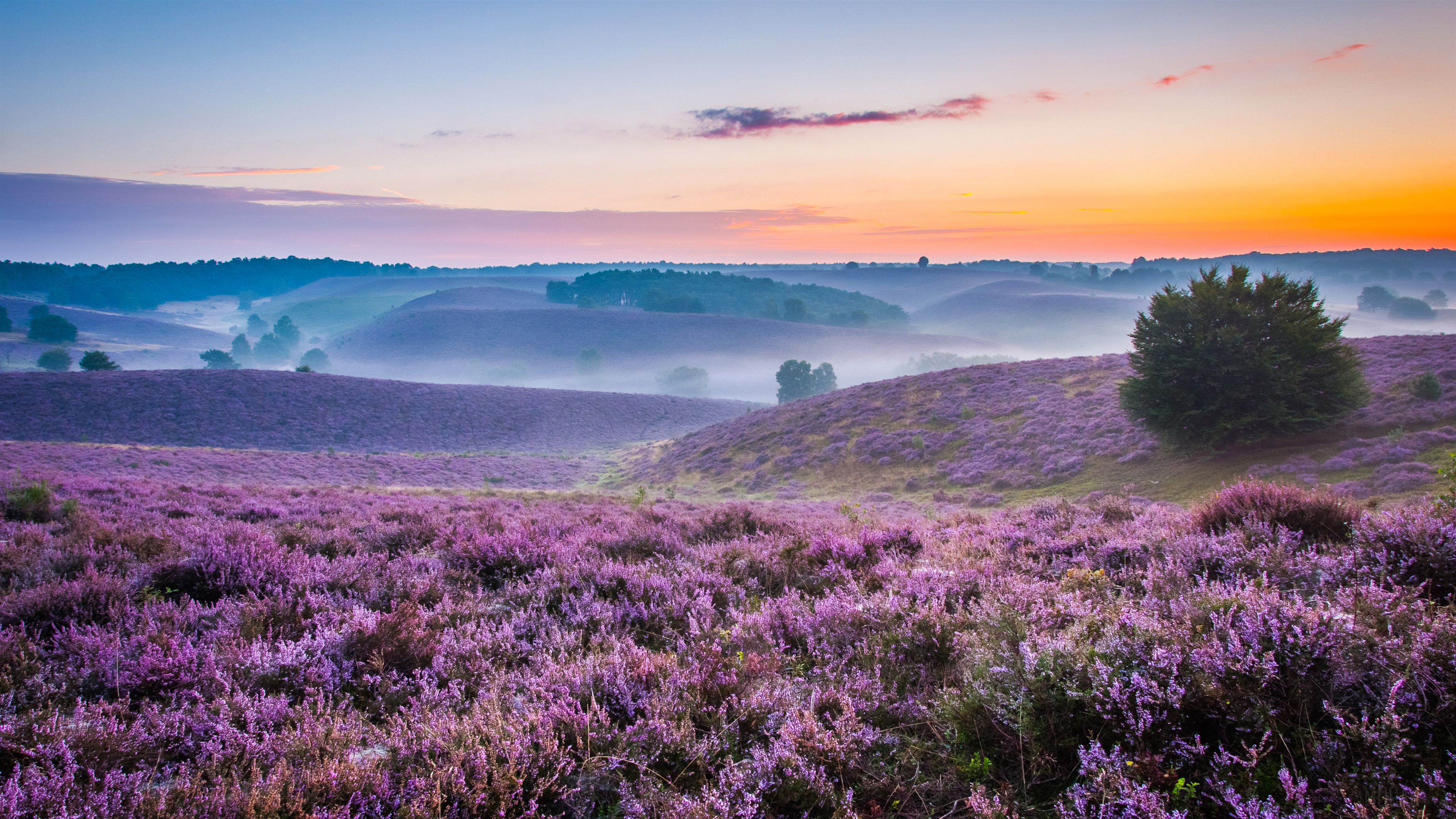 Purple Heather Fields at Sunrise 4K HD Wallpaper