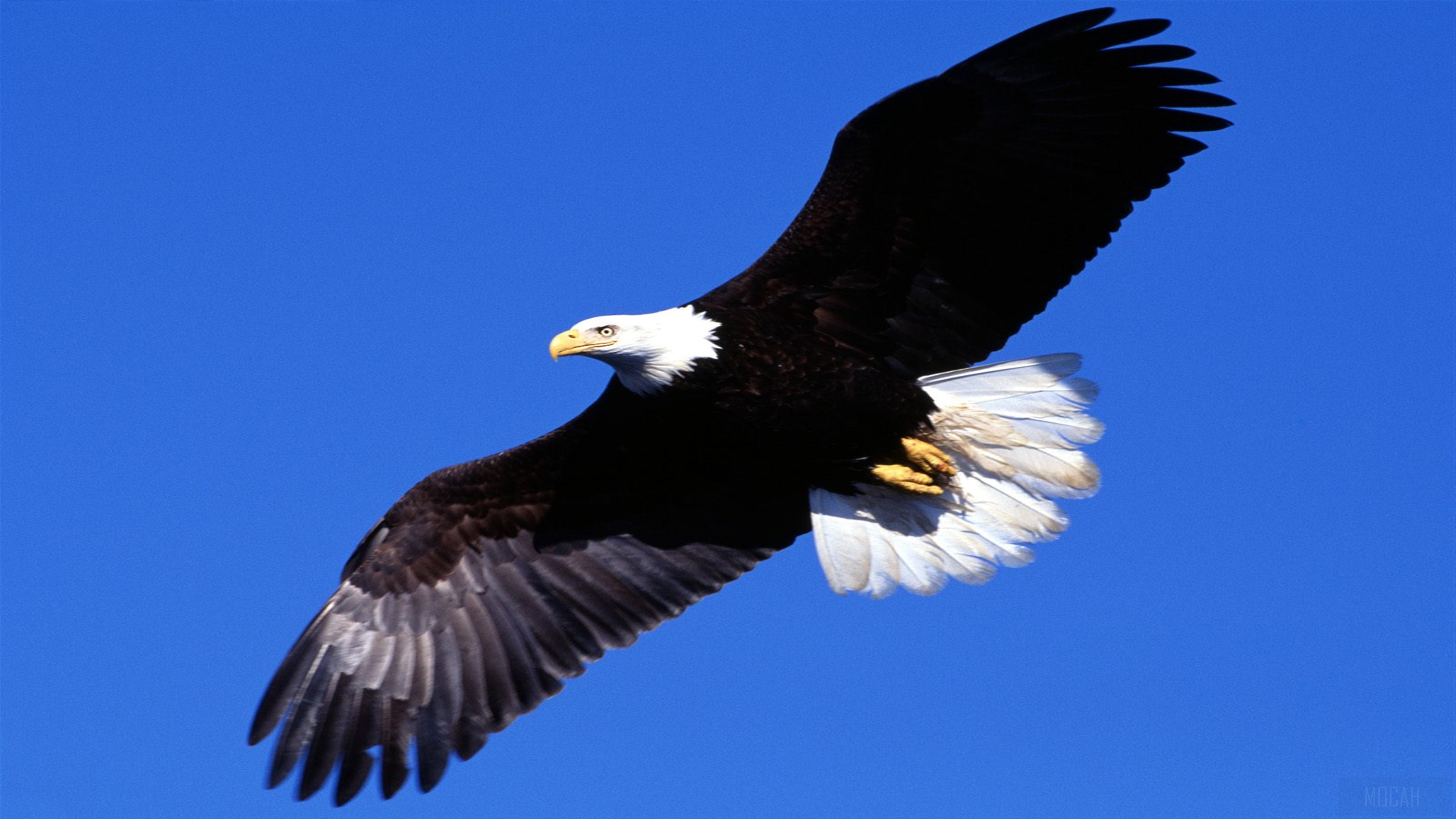 Bald Eagle Soaring in Blue Sky 4K HD Wallpaper