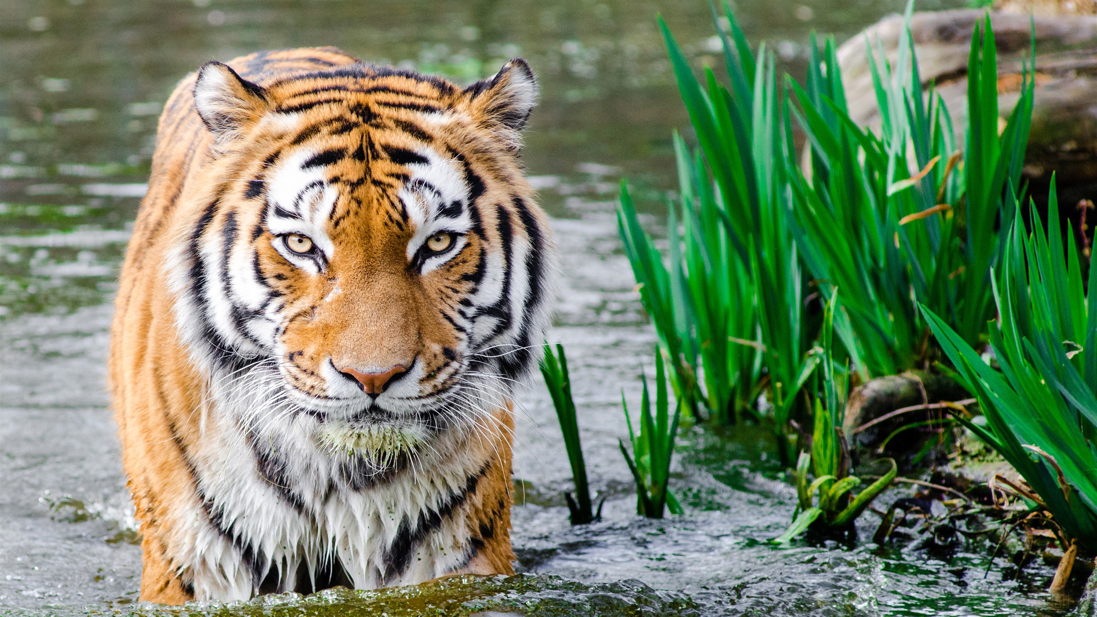 Tiger in Water HD Wallpaper