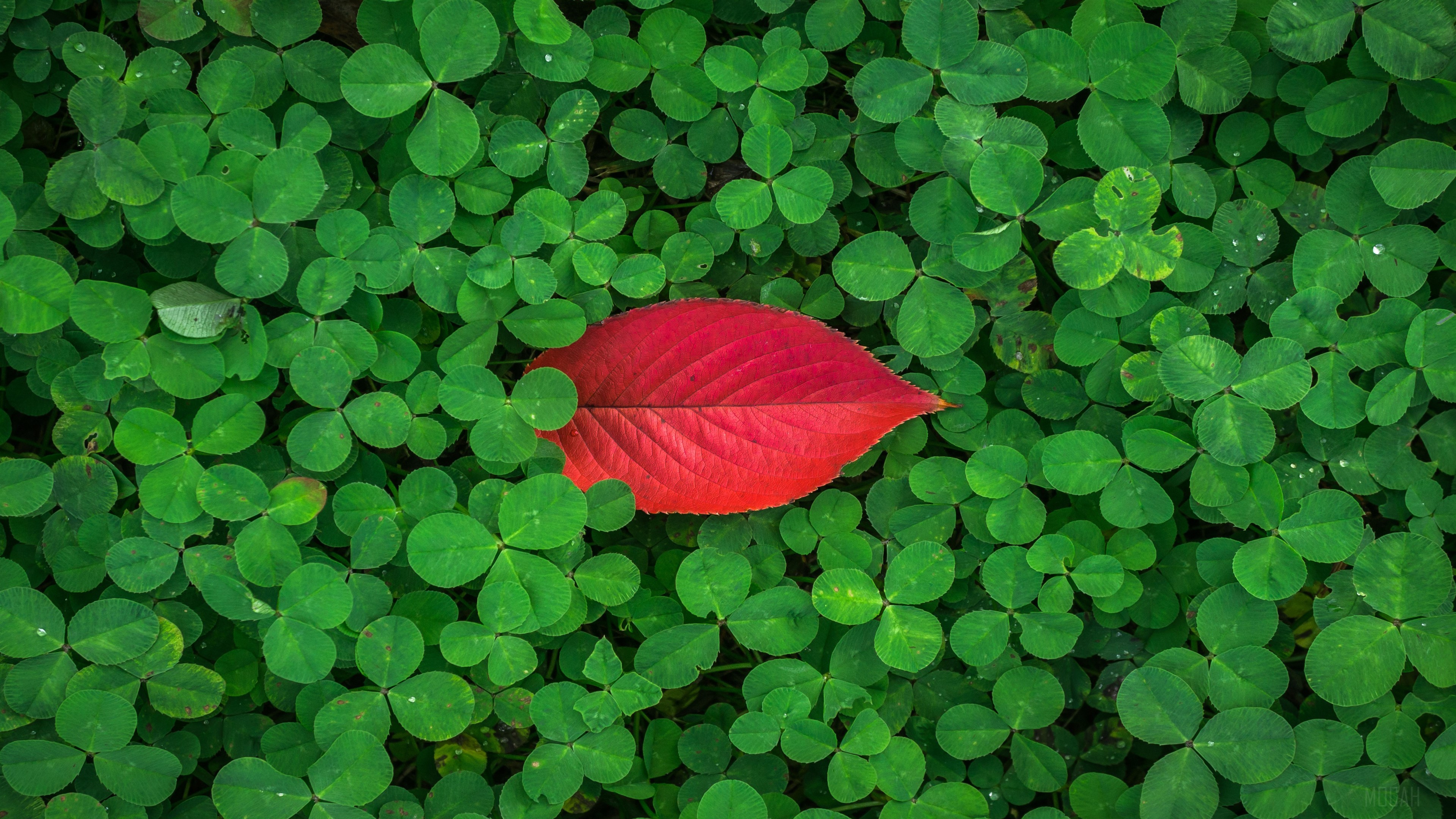Red leaf on clover leaves 4K HD Wallpaper