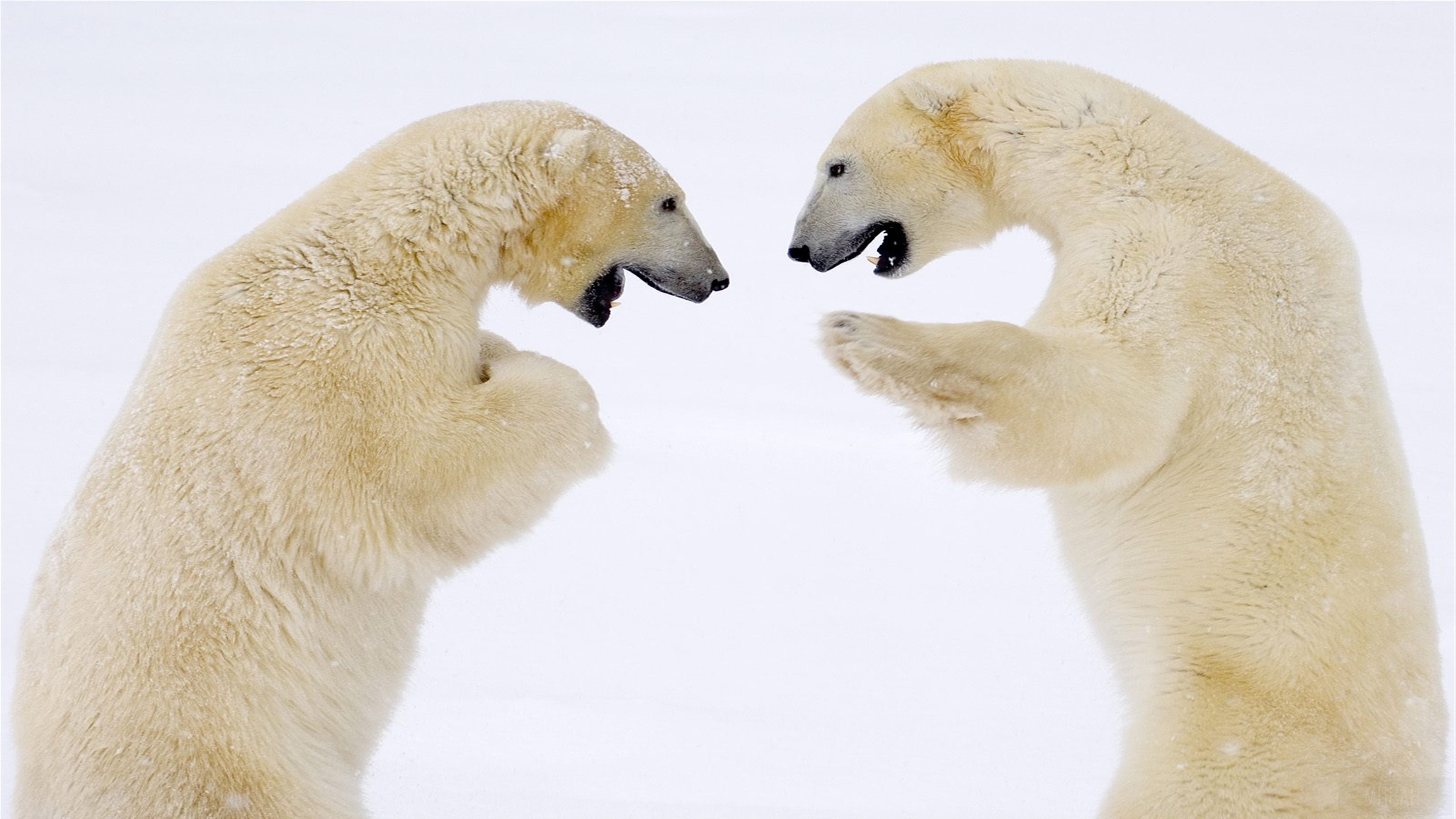 Two male polar bears sparring in Canada 4K HD Wallpaper